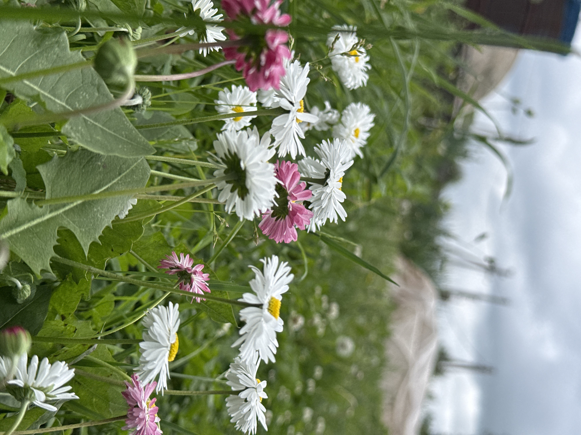 The image shows a close-up view of a cluster of daisies and pink flowers in a grassy field under a cloudy sky. The flowers are in various stages of bloom, with some fully open and others still in bud. In the background, there is a blurry view of what appears to be some agricultural structures and vegetation, suggesting a rural or semi-rural setting. The overall impression is one of a natural, overgrown area, likely a field or meadow. There are no people or animals visible in the image. The location is identified as Nizhnyaya Chermoda, Russia.