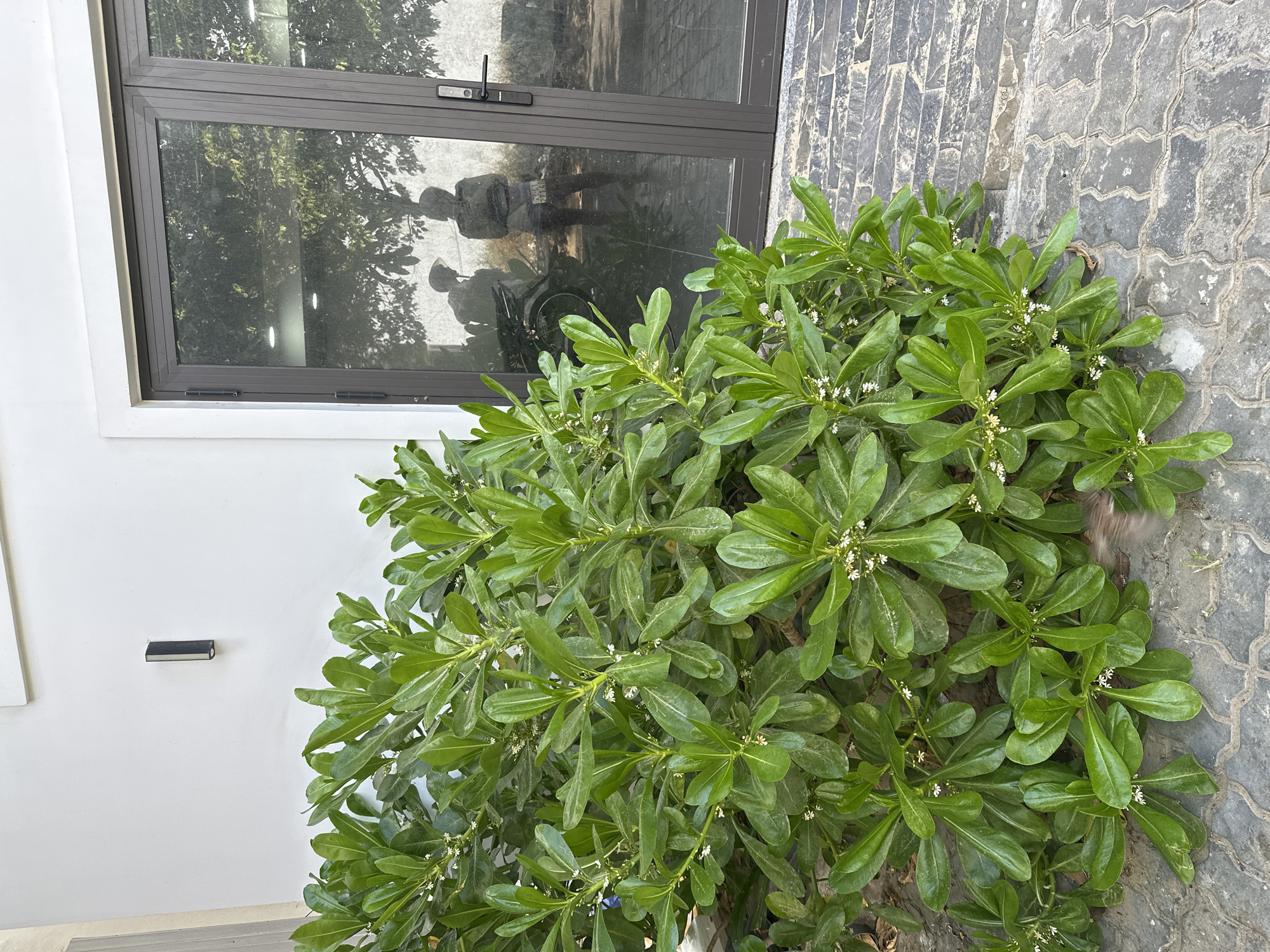The image shows a green shrub with small white flowers in front of a building. The building has a light gray exterior with a dark-framed glass door or window reflecting two figures standing outside, one on a bicycle. A small rectangular object is attached to the wall to the left of the shrub. The ground adjacent to the building is paved with interlocking gray bricks. The scene is located in Đà Nẵng, Vietnam.