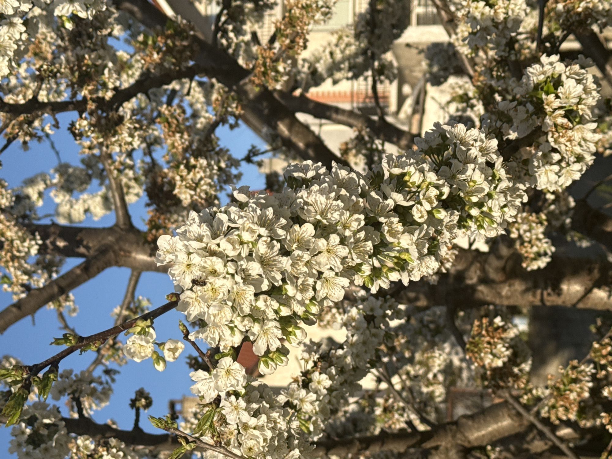A close-up shot of white blossoms on tree branches, taken in an urban area. The sky is partially visible through the branches and blossoms, appearing blue. A building is visible in the background. The blossoms are densely packed, with many small white flowers. The branches are brown and textured. The scene is bathed in sunlight.