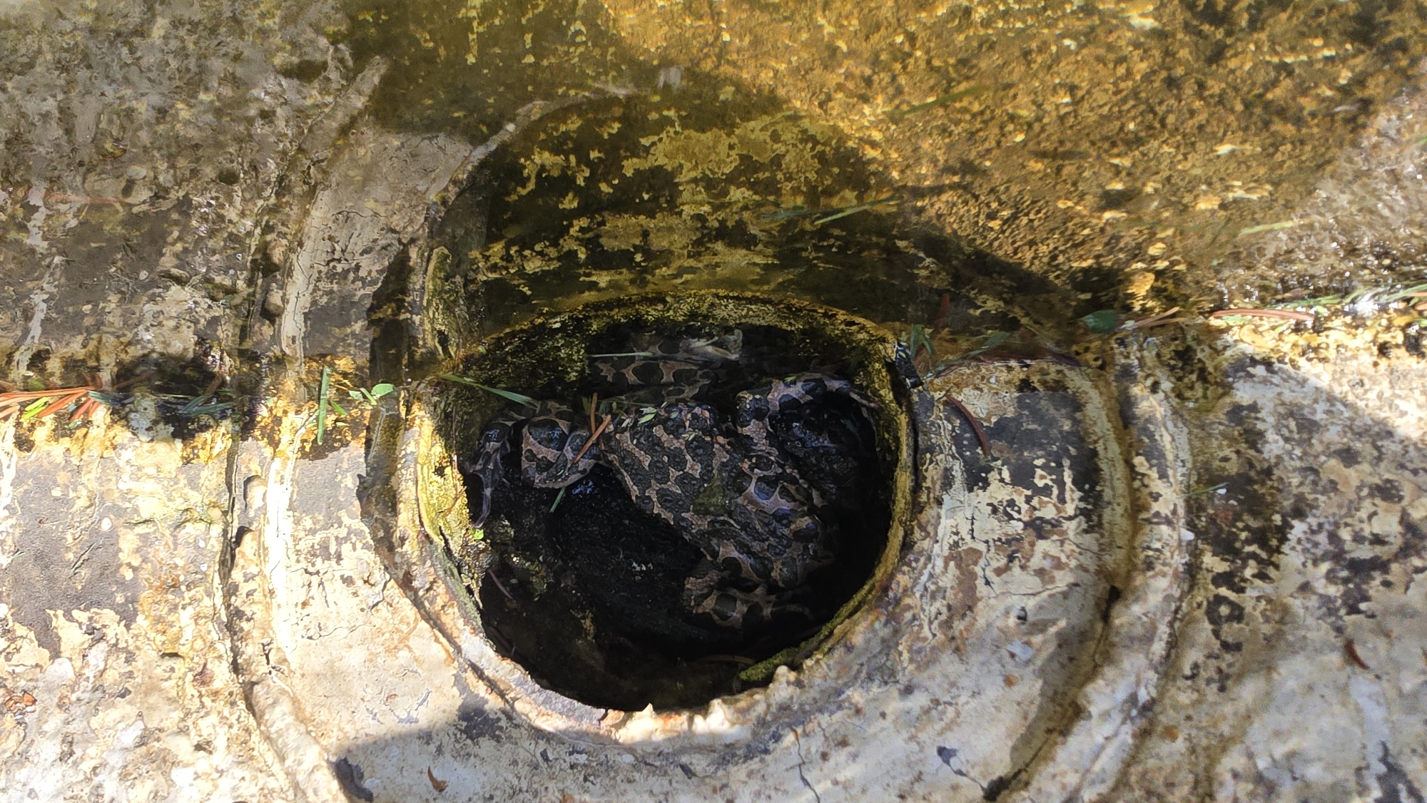 The image shows multiple mottled brown and black frogs crowded together in a partially submerged, circular opening in a concrete structure. The concrete is stained and weathered, showing signs of age and exposure to the elements. Some green vegetation grows near the edge of the opening. The interior of the opening is dark, with some visible debris. The location is not discernible in the image, so no details about Sofia, Bulgaria can be included.
