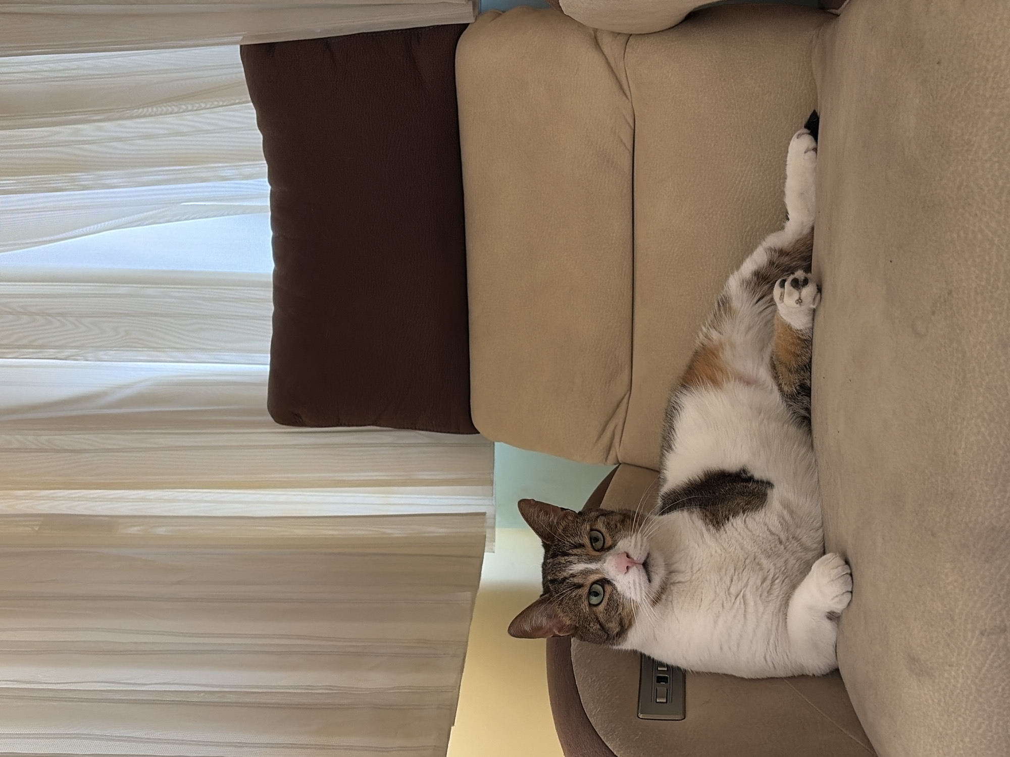 A tan sofa with a brown pillow rests near a window with white blinds. A white and brown tabby cat is lying on the sofa.
