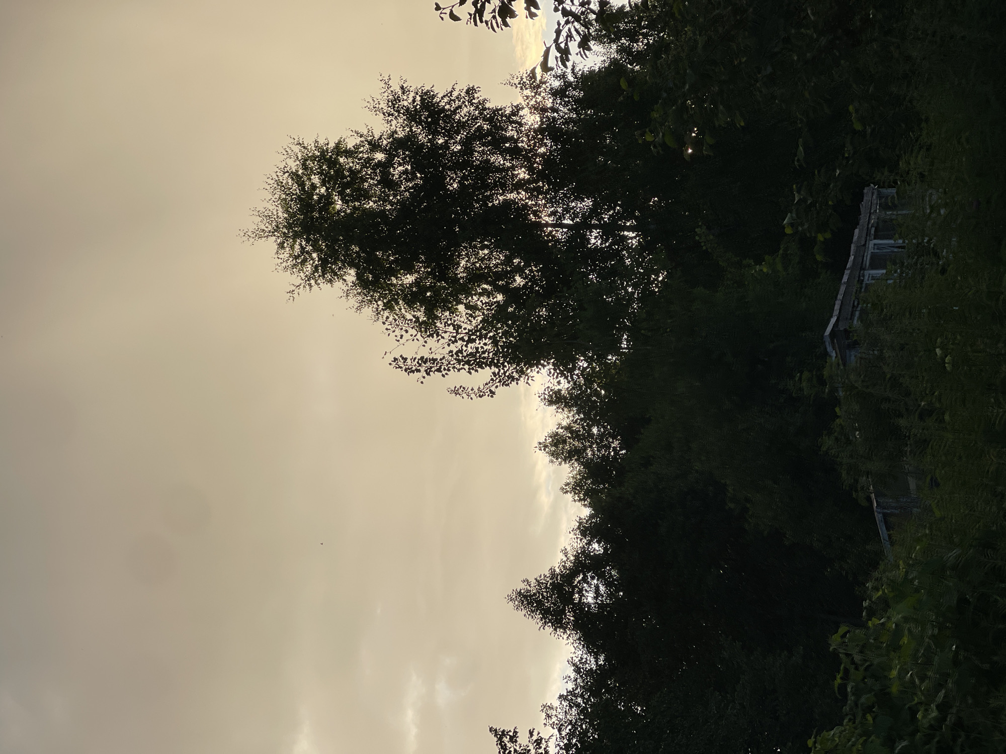 The image shows a silhouette of trees against a hazy, pale sky. The sun is not directly visible but its light filters through the clouds and the leaves of the trees, creating a soft, diffused illumination. The trees are dense, with many branches and leaves, forming a dark mass on the right side of the frame. Some parts of the sky are lighter than others, indicating the presence of clouds. In the background, partially obscured by foliage, there appears to be a weathered wooden structure, possibly an old shed or part of a building, with visible windows. The overall scene suggests an outdoor setting in a natural environment, likely rural. The lighting and atmosphere suggest it could be late afternoon or early morning, possibly with a light overcast or fog. The image's orientation is portrait, with the sky occupying the left two-thirds and the trees and structure on the right. There is no visible text in the image. The scene evokes a sense of quietness and perhaps a touch of melancholy due to the muted colors and the presence of the dilapidated structure.
