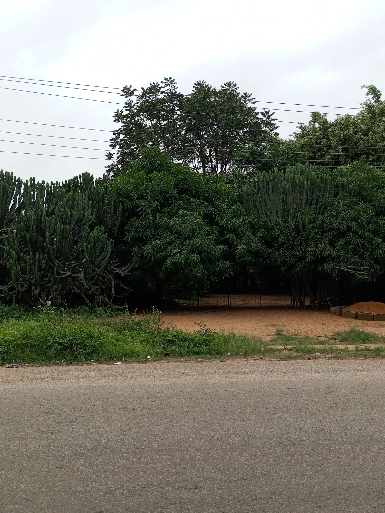 A horizontal, medium shot captures a roadside scene in Du, Nigeria, under an overcast sky. In the foreground, a grey asphalt road stretches across the bottom of the frame. Beyond the road, a strip of green grass borders a sandy, reddish-brown patch of ground. A black metal fence with a gate is visible in the middle ground.
Dominating the background are lush green trees and a dense thicket of tall, columnar cacti. The cacti are a prominent feature, with their characteristic segmented stems. Several large, leafy trees create a dense canopy, obscuring much of what lies behind them. Overhead, thin black electrical wires traverse the sky. In the far right, a pile of stacked reddish-brown bricks suggests ongoing construction or material storage. The overall impression is a natural, somewhat unkempt landscape adjacent to a thoroughfare, likely in a semi-rural or developing area. The lighting suggests it is daytime, with the diffused light indicating cloudy or overcast weather. No people or specific activities are depicted, and there is no visible text.