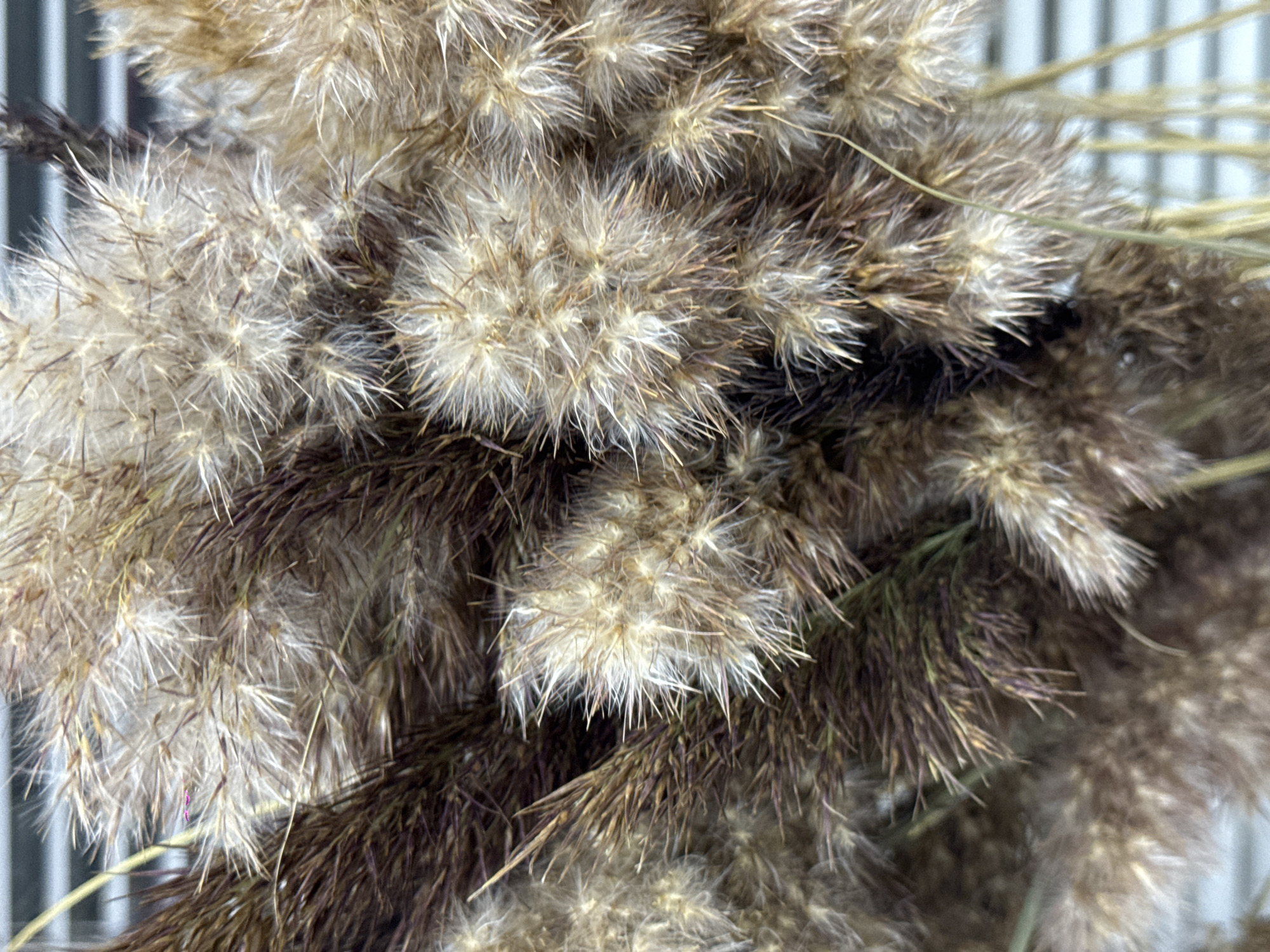The image shows a close-up of dried reeds or ornamental grass seed heads. The seed heads are a mix of light beige to brown colors, with fluffy, spikey textures. Some stems are visible, showing a dark brown hue. The background is slightly blurred, hinting at a white and grey vertical pattern, perhaps a wall or fence. There is no indication of the location being Nizhnevartovsk, Russia, or any other specific location. No people, actions, or interactions are visible in the image.