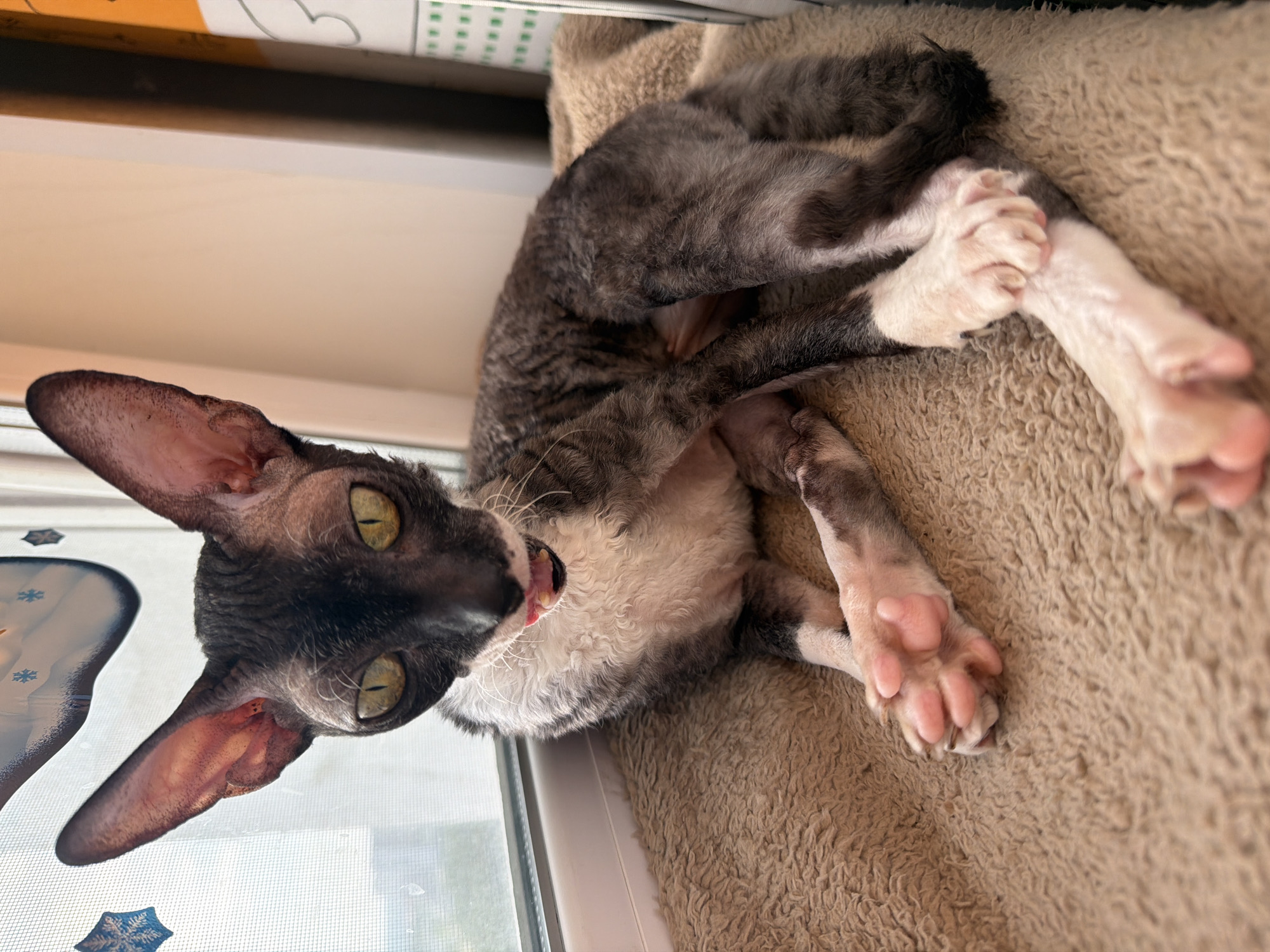 A Cornish Rex cat with dark grey and white curly fur and large ears sits on a fluffy brown blanket near a window. The cat has striking yellow eyes and its mouth is slightly open with its pink tongue visible. The window has a screen and some decorative snowflakes. The background shows a wall and part of what appears to be a book or magazine. The lighting suggests it is daytime. There are no people or any other animals visible in the image. The image does not contain any information that would allow for a determination of its location in Yekaterinburg, Russia.