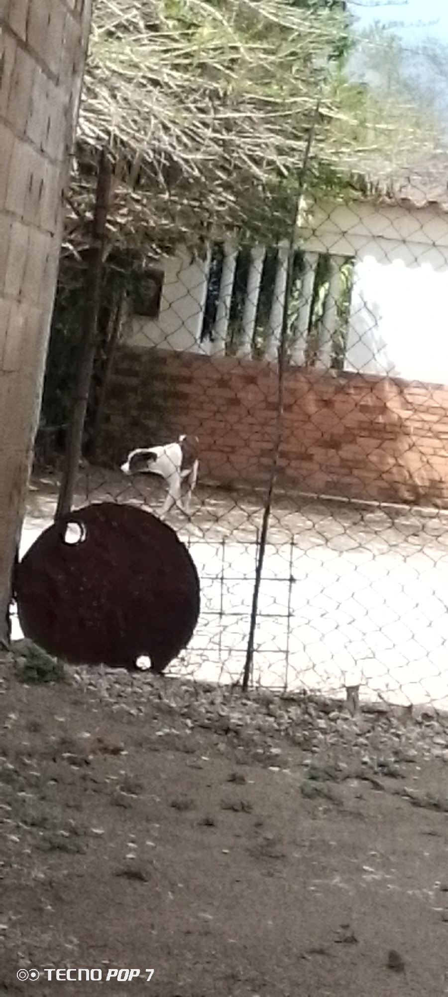 The image depicts an outdoor scene, likely in a rural or semi-rural area of Altagracia, Venezuela, as indicated by the "TECNO POP 7" watermark, a phone model often used in the region. In the foreground, a dark, circular, flat object with two lighter circular holes is visible, possibly a discarded piece of metal or a decorative item. To the left, a textured, vertical structure resembling a brick or concrete pillar is partially visible. In the middle ground, a brown and white dog stands on a dirt surface behind a wire fence. The dog is facing away from the camera. Behind the dog and fence, a low brick wall is visible, topped with white structures that could be part of a building or fence. Beyond the wall, tall, dry grass or reeds form a dense background. The overall impression is one of a somewhat neglected outdoor space.
