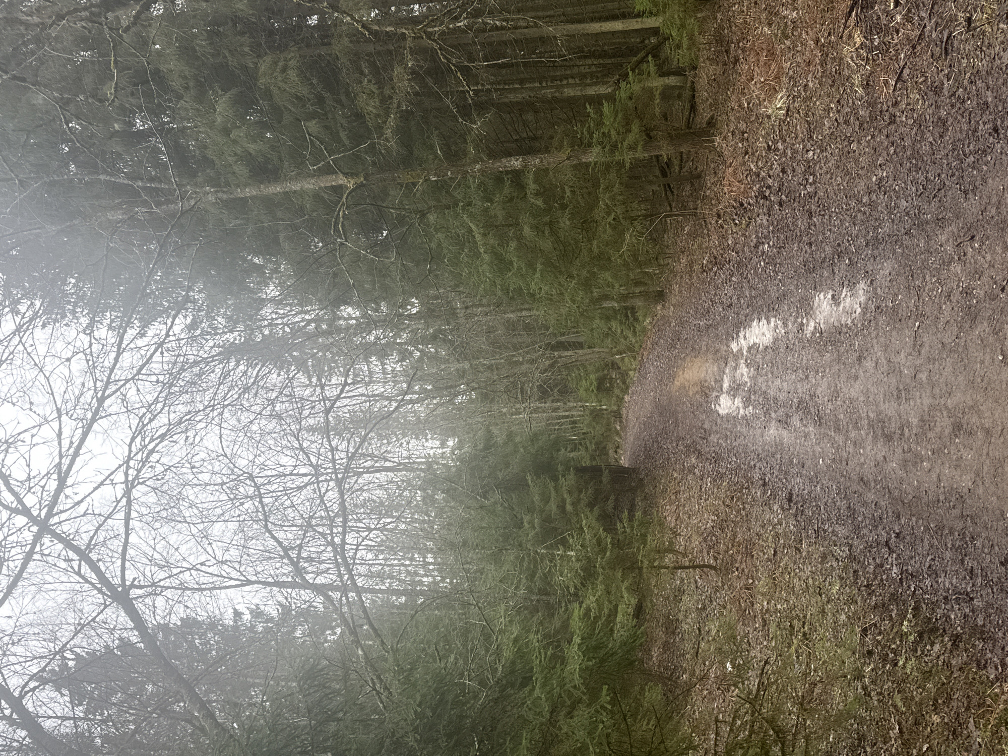 The image depicts a forest scene, likely in the vicinity of Rappolovo, Russia, characterized by a dirt path running alongside a dense growth of trees. The trees on the left appear bare, possibly deciduous species during the off-season, while the trees on the right display evergreen foliage, suggesting coniferous species. The path is damp and covered with fallen leaves and debris. The sky is overcast, contributing to a muted color palette throughout the scene. The overall atmosphere is subdued and natural. There are no visible people or signs of recent human activity besides the path itself. The path curves, suggesting it leads deeper into the forest. There is a small puddle on the path.