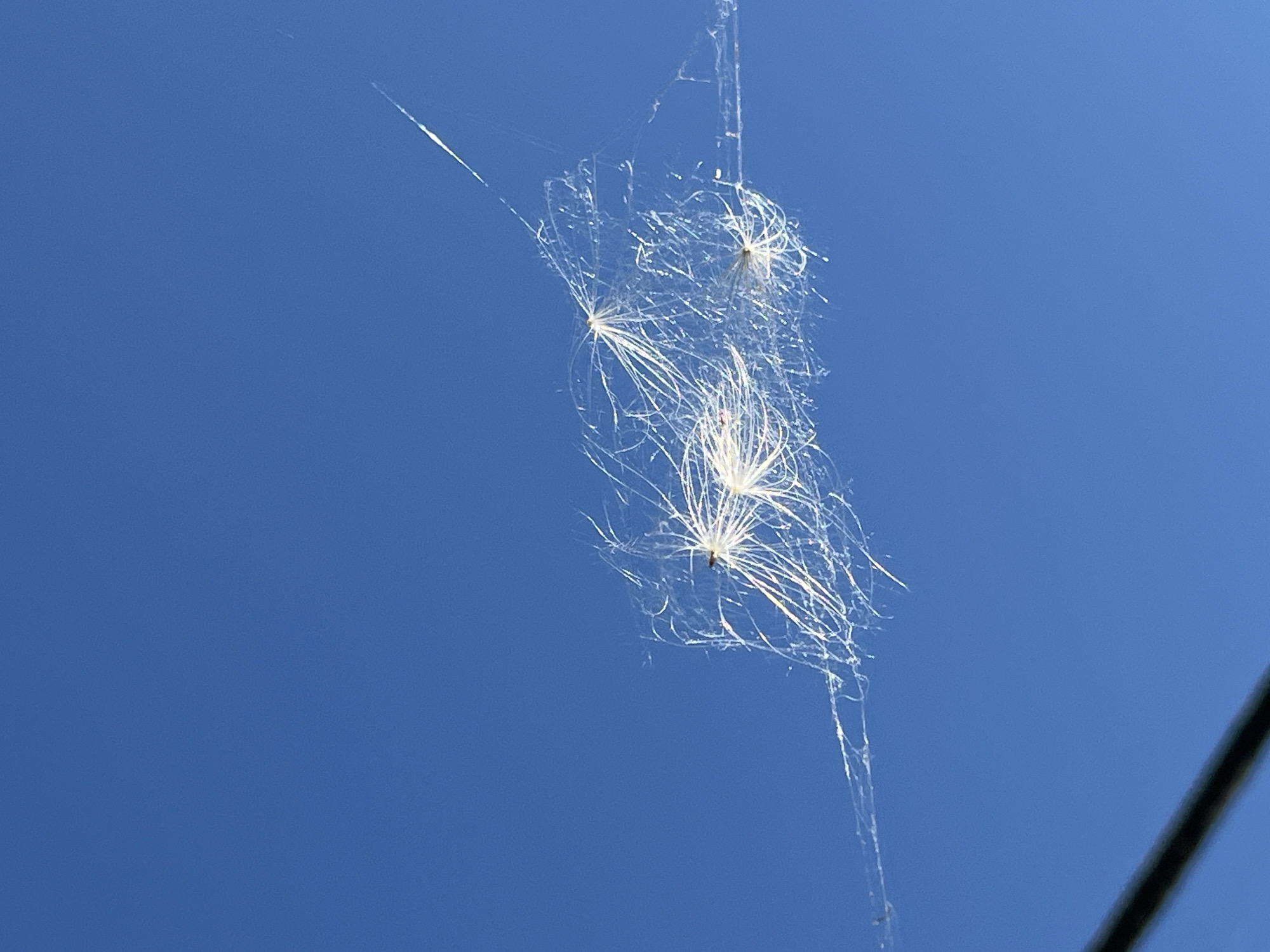 This image displays a cluster of thistledown caught on a wire, set against a clear blue sky. The thistledown, composed of numerous fine, white filaments, appears to be entangled in a delicate web-like structure. Several seed heads are visible within the cluster, each with a dark, central seed from which the fluffy hairs extend. The entire formation is suspended horizontally, likely by the wire it's caught on, which runs diagonally across the lower portion of the frame. A thin, dark object, possibly a wire or cable, is visible in the lower left corner, partially obscuring the background. The sky is a uniform, vibrant blue, suggesting a bright, sunny day. The scene is devoid of any people or structures, focusing solely on the natural elements suspended in the air. The location of Krasnyye Barrikady, Russia, is irrelevant to the visual content of the image.