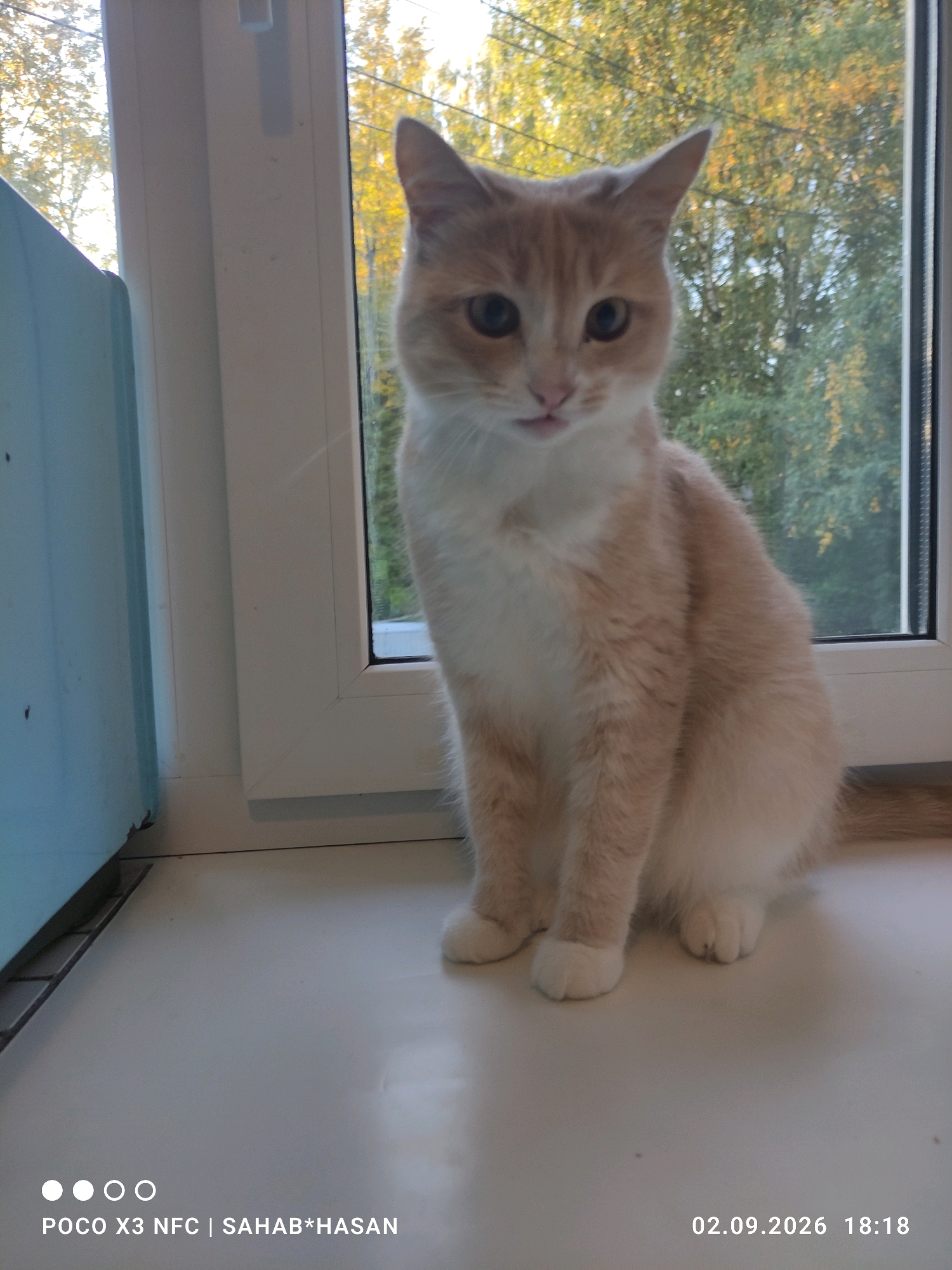 A ginger and white cat is sitting on a windowsill in front of a window with trees visible outside. The cat is facing forward and looking at the camera. It has green eyes and a small pink nose. The cat's fur is fluffy and appears to be a light ginger color with white markings on its chest and paws. The windowsill is white and appears to be made of plastic. The window frame is also white. Behind the window, trees with yellow and green leaves are visible, suggesting it is autumn. The lighting in the image is natural, coming from the window. At the bottom left of the image, there are watermarks indicating the device used to take the photo and the photographer's name, "POCO X3 NFC | SAHAB*HASAN". At the bottom right, there is a timestamp: "02.09.2026 18:18". The overall scene appears to be an indoor setting looking out at an outdoor environment.