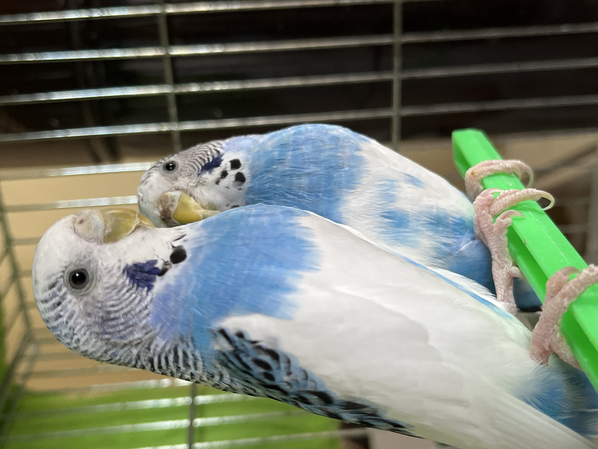 Two budgerigars are perched on a green plastic bird perch. The budgerigar on the left is preening the budgerigar on the right. The birds are light blue and white with black markings on their heads and backs. They are inside a bird cage. The location in the city of Shumen, Bulgaria is unknown.
