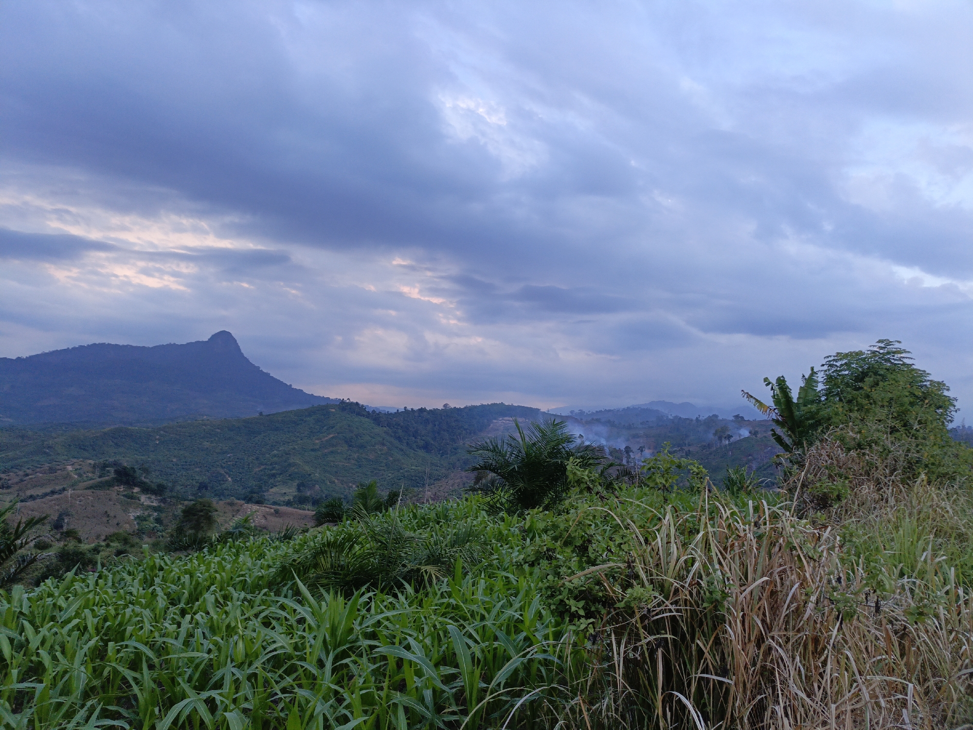 An outdoor, wide-angle, landscape photograph shows a mountainous region at dusk. The sky is filled with dark, heavy clouds that are tinged with pink near the horizon. A jagged, dark mountain peak dominates the left side of the frame, with rolling, green hills stretching out to the right. In the foreground, a field of tall, green cornstalks is visible, with dry, tall grass to the right. In the middle ground, there are scattered trees and evidence of what appears to be agricultural terraces on the hillsides. Smoke plumes are visible in the distance, suggesting some sort of controlled burning or ongoing agricultural activity. The overall atmosphere of the image is serene and natural, with the low light of dusk casting a muted tone over the scene. The location is identified as an unknown region in Indonesia.