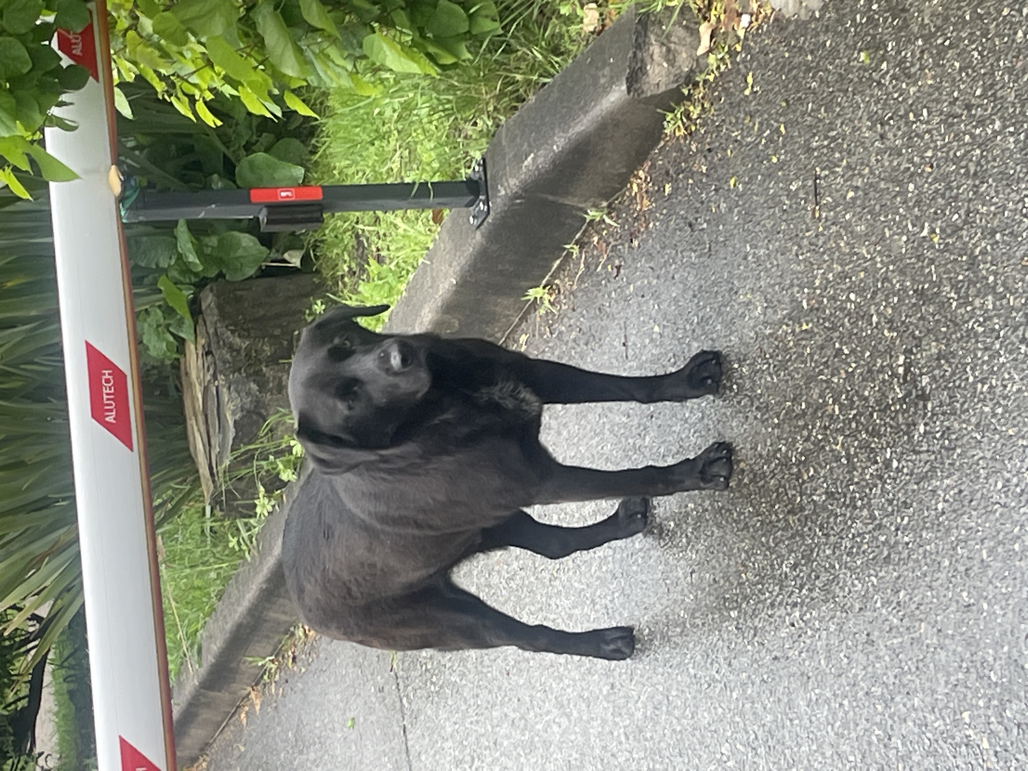 A black dog stands on a paved surface, likely a road, next to a white and red barrier with the word "ALUTECH" printed vertically on it. To the left of the barrier, there is green foliage and a concrete block. Adjacent to the road is a gray curb with sparse vegetation growing along it. The image gives the impression of a location in Sochi, Russia, although this is unconfirmed. No people are visible in the image.