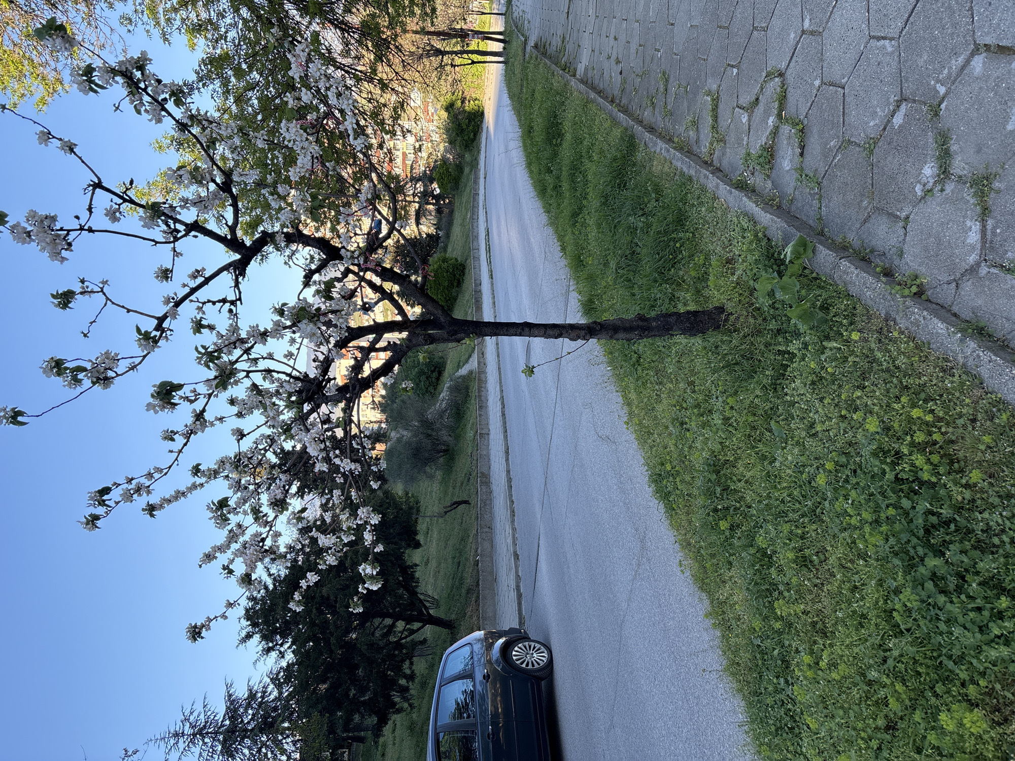 The image depicts a street scene in Sandanski, Bulgaria. A black minivan is parked on the right side of the road beneath a flowering tree. A paved sidewalk runs along the edge of the road, with green grass growing between the sidewalk and the asphalt. Buildings are visible in the background on an elevated area. The sky is blue and clear.