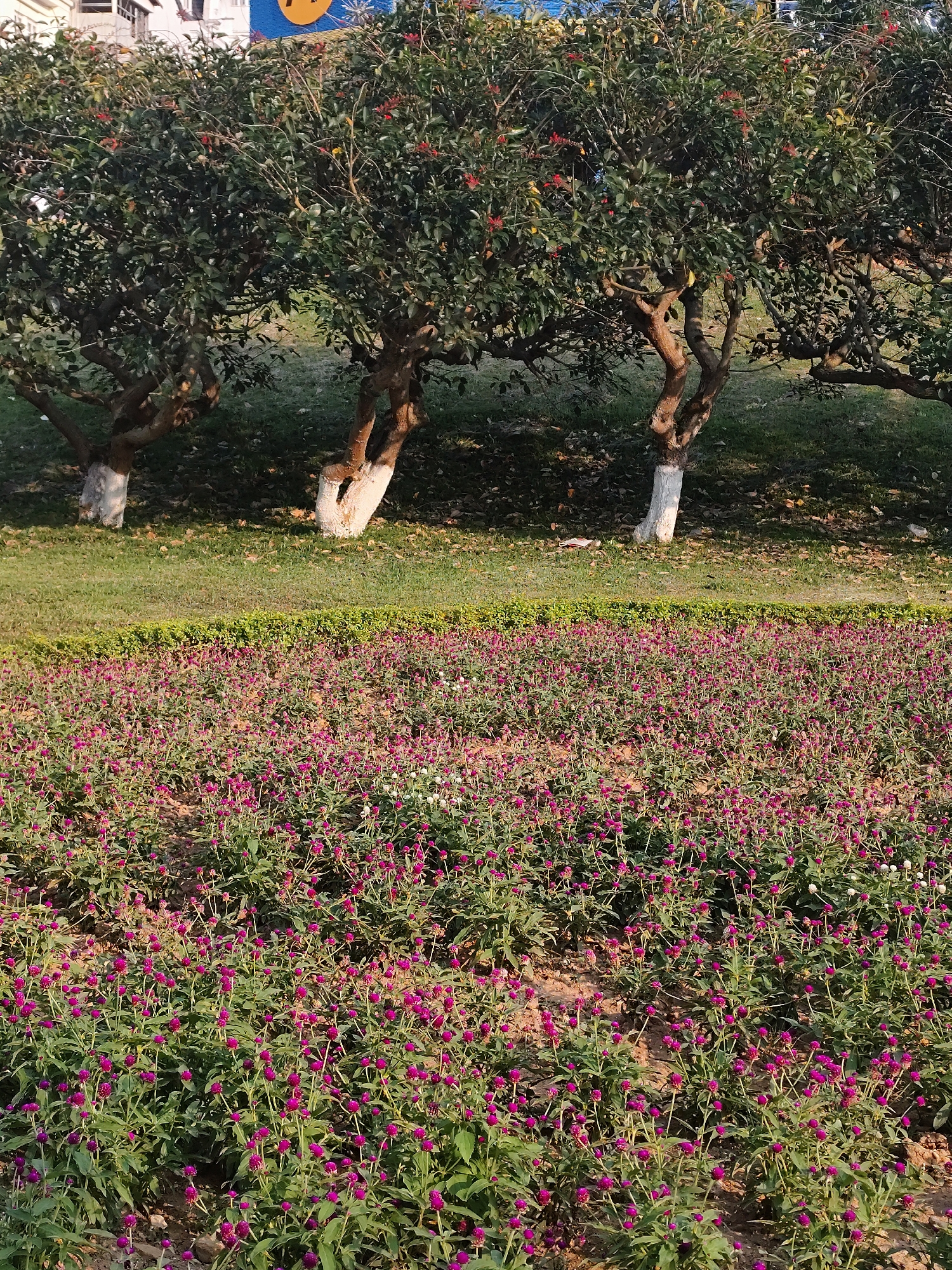 The image depicts a meticulously maintained urban park setting in Da Lat, Vietnam.
In the immediate foreground, a dense bed of cultivated flowering plants, primarily Gomphrena globosa (Globe Amaranth), extends across the frame. The majority of these small, spherical flowers are magenta-purple, interspersed with a few white specimens. The plants possess green foliage and are rooted in exposed soil.
A low, manicured green hedge forms a distinct boundary behind the flower bed, separating it from an upward-sloping expanse of neatly mown green grass. Scattered brown, dried leaves are visible on this grassy slope, particularly around the base of the trees.
In the background, three prominent trees with dark, gnarled trunks are spaced across the width of the frame. The lower sections of each trunk are distinctly painted white. These trees exhibit dense green foliage and appear to bear small red flowers or berries. Beyond the trees on the left side, a multi-story building with light-colored walls and visible windows is partially obscured by the tree canopy. Above the leftmost tree, a circular sign featuring blue and yellow colors is partially visible, suggesting a commercial or institutional establishment adjacent to the park.
No individuals or discernible actions are present in the scene. The lighting indicates daytime conditions with soft, even illumination.