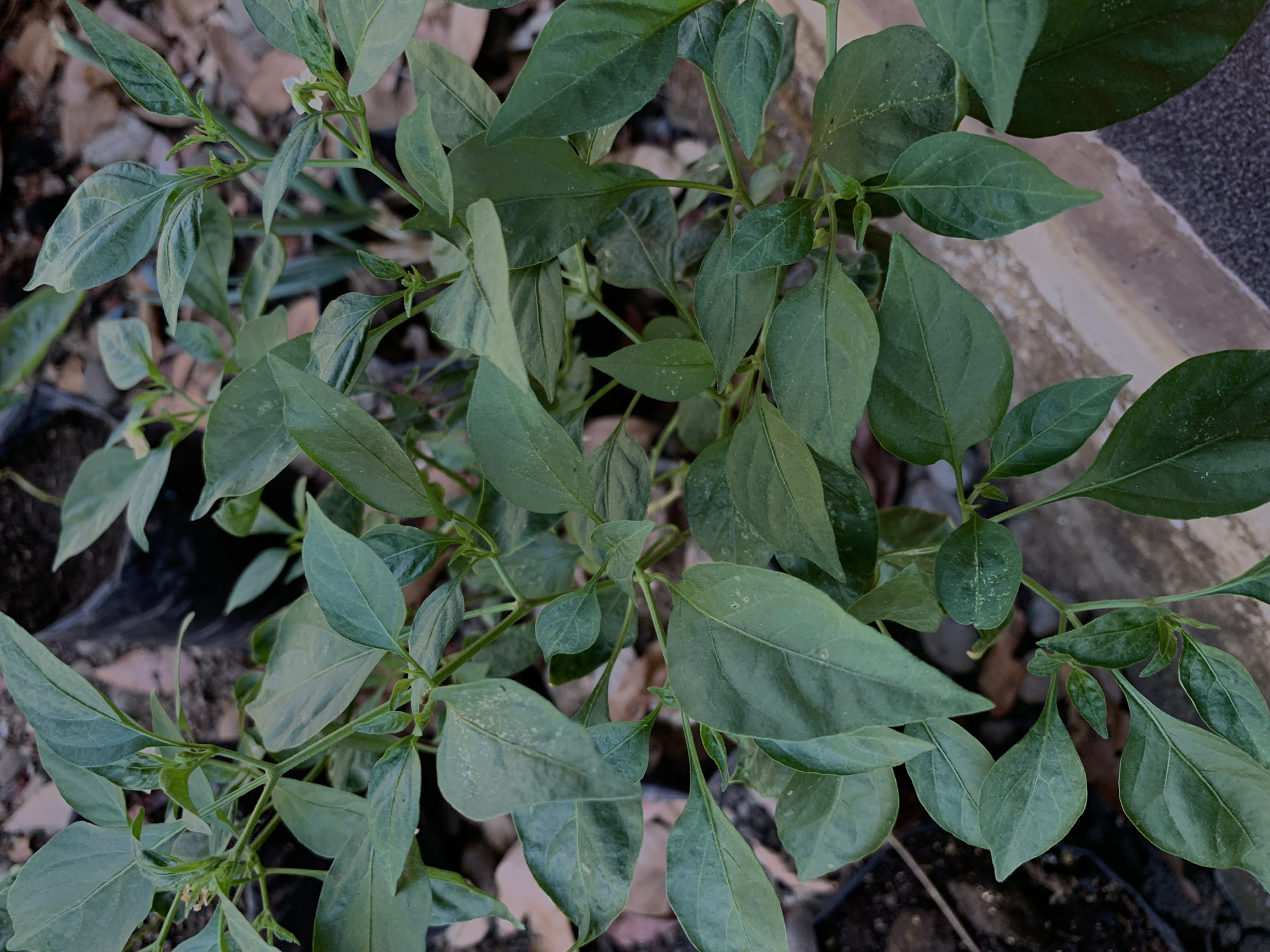 The image shows a close-up view of a green leafy plant, likely a chili plant, with its leaves and stems filling the frame. The plant is outdoors, with a dark, textured background that suggests soil and possibly some dry leaves or debris. In the lower right corner, a portion of a light-colored, possibly concrete, surface is visible, along with some darker, textured material. There are no people or animals in the image, and no discernible actions or interactions are taking place. The lighting is even, and the focus is sharp on the plant's foliage. The scene is consistent with a garden or outdoor cultivation area.