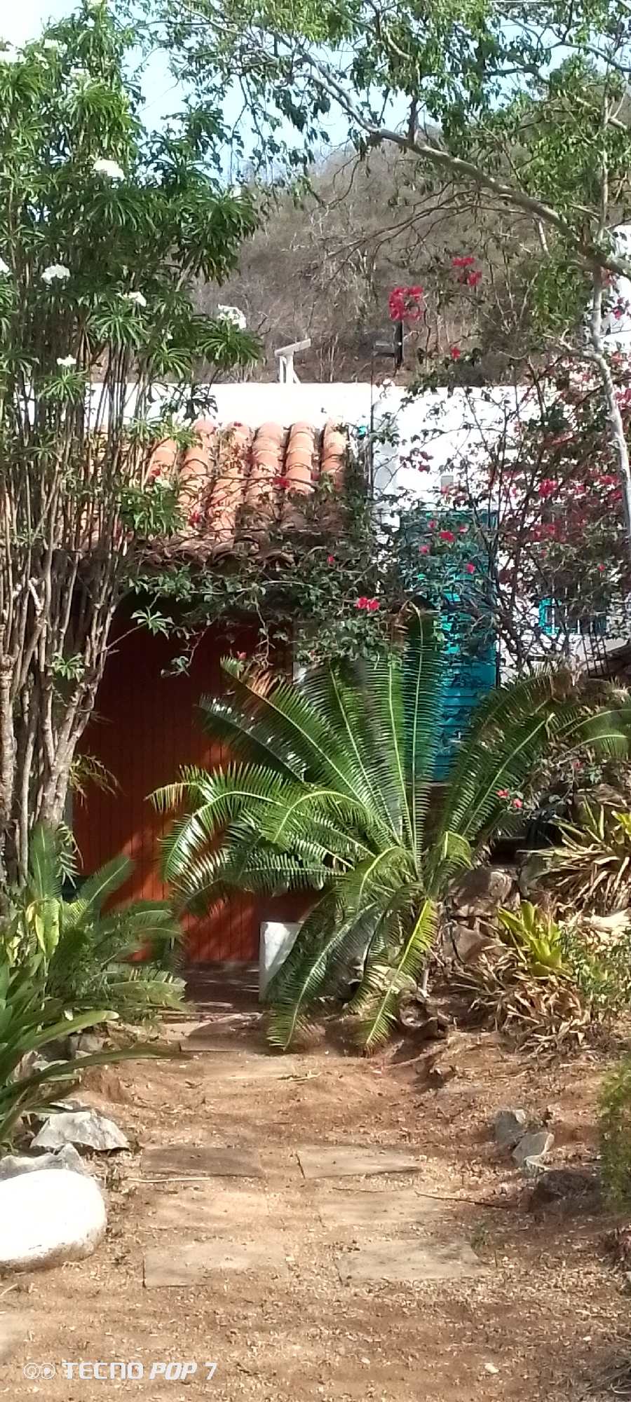 This media file depicts a sunlit, outdoor scene, likely in Altagracia, Venezuela. The foreground features a pathway made of stone slabs and dirt, leading towards a rustic building. Lush green foliage and tropical plants, including a prominent cycad, surround the path.
The building has a tiled roof and a dark wooden door. Vines with small red flowers climb over the roof and the white wall of the structure. To the left of the door, tall, thin, bare branches of a tree are visible, interspersed with green leaves and white flowers.
In the background, a hillside covered in dry brush and trees rises up. The sky above is a clear, light blue, suggesting it is daytime. The overall impression is one of a peaceful, somewhat overgrown, and natural setting. There is no visible text other than a watermark at the bottom left corner that reads "TECNO POP 7".