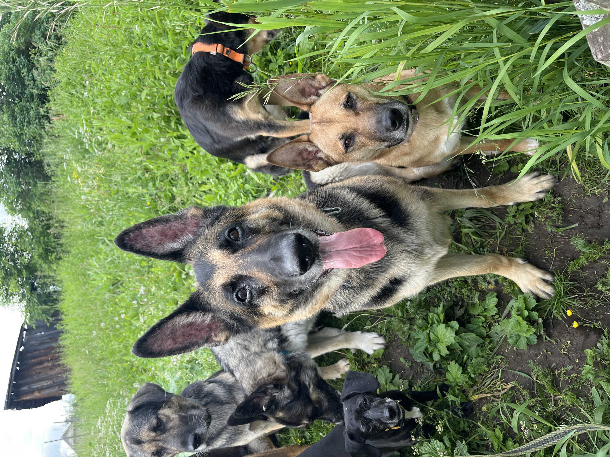 The image shows a group of six dogs in a grassy outdoor setting, possibly a rural area or the outskirts of the city of Nizhny Tagil, Russia, given the presence of a dilapidated wooden structure in the background and the type of vegetation. The dogs are of various breeds and sizes, including what appear to be German Shepherds, a black and tan dog, and a smaller black dog. Some of the dogs are looking towards the camera, while others are looking down or away. The ground is covered in grass, dirt, and some small wildflowers. The lighting suggests it is daytime, likely overcast or late afternoon given the soft light.
