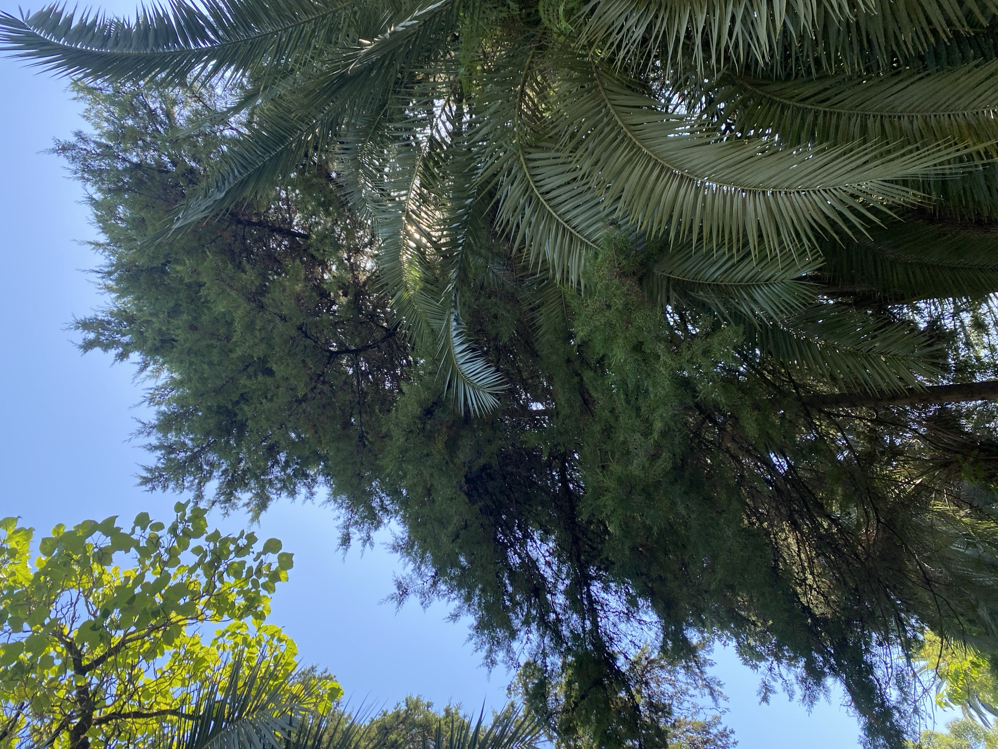 A low-angle, full shot captures a dense canopy of green foliage against a clear blue sky, suggesting a sunny day in a park or garden. In the foreground, lush palm fronds in various shades of green fan out, with sunlight filtering through their delicate leaves, creating highlights and shadows. Behind the palm trees, a large evergreen tree, possibly a conifer or cedar, dominates the frame with its textured, dark green needles and branches. To the upper left, bright green leaves from another tree are visible, some appearing backlit by the sun. The overall impression is one of abundant vegetation and natural light, likely taken in a location with a warm climate. The image is devoid of any human presence or activity. The context provided indicates this scene is located in Sokhumi, Abkhazia.