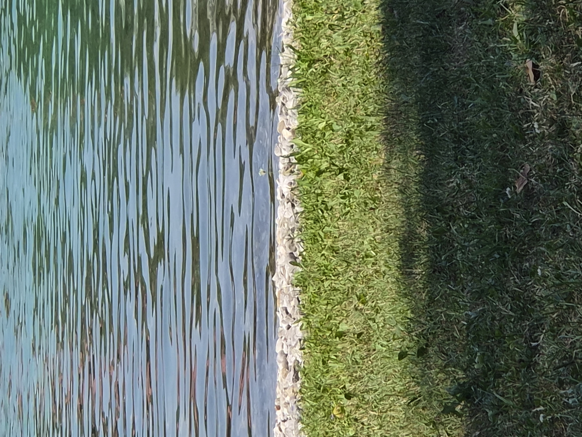 The image shows a close-up view of the edge of a body of water, likely a lake or river, adjacent to a grassy area. The water has ripples on its surface, reflecting a mix of green and blue hues, possibly indicating sky and surrounding vegetation. Along the water's edge, there is a narrow band of small, light-colored stones. Beyond the stones, a lush green lawn is visible, with some patches of darker green, suggesting varied growth or shadows. The lower portion of the image is dominated by the grass, with some fallen leaves scattered on the ground, and a distinct shadow cast across the grass from the upper left to the lower right. The scene appears to be an outdoor environment, likely a park or recreational area. There are no people or specific structures identifiable in the immediate scene. The image is cropped to focus on the natural elements at the water's edge.