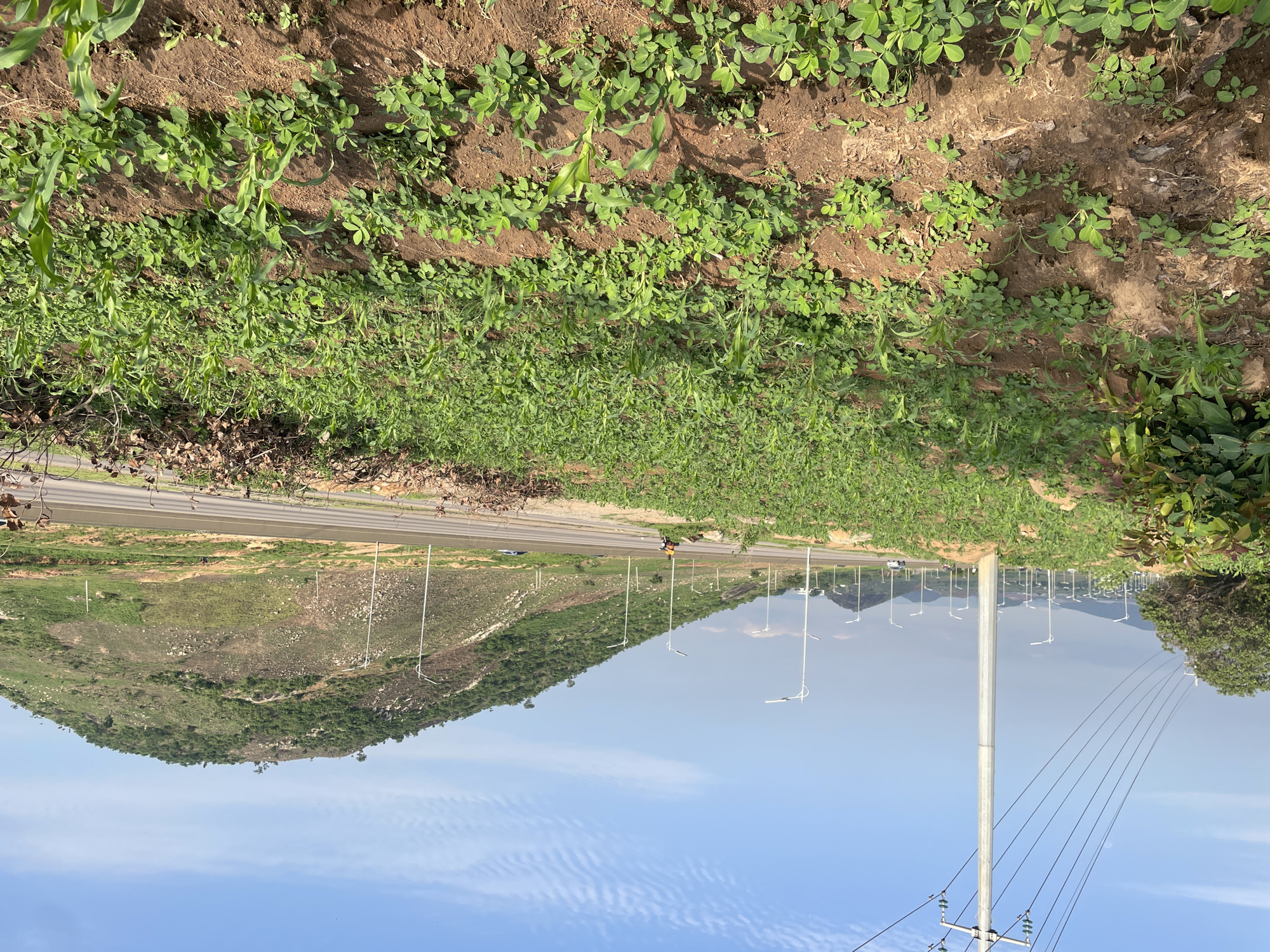 The image shows a rural landscape in Gbessa, Nigeria, with a road running through it. The scene is dominated by cultivated fields and a hilly terrain. In the foreground, rows of green crops, possibly corn and peanuts, are visible growing in brown soil. A paved road stretches into the distance, bordered by sparse vegetation and utility poles with lights. Several vehicles, including a motorcycle and cars, are on the road. In the background, rolling green hills and mountains rise against a bright blue sky with scattered white clouds. The overall impression is one of a sunny day in a semi-arid agricultural region. The image appears to have been taken during the daytime, with clear visibility. There are no visible text elements in the image.