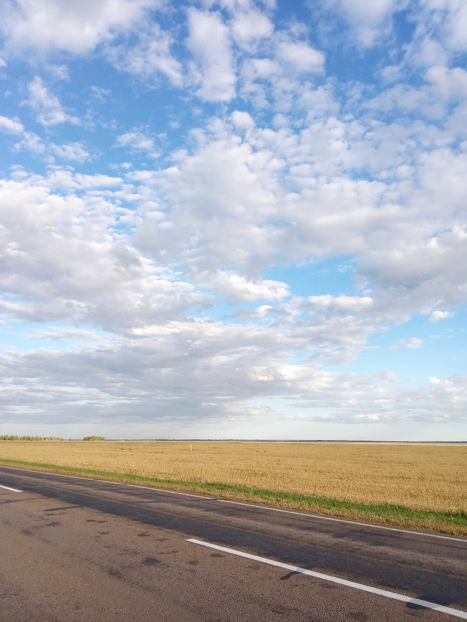 An asphalt road with a white line marking runs diagonally across the lower left of the frame, leading towards a vast, golden field under a sky filled with scattered white clouds against a blue backdrop. The field appears to be a harvested crop, possibly wheat or barley, with a thin strip of green vegetation bordering the road. In the distance, a line of trees marks the horizon, with a yellow pole visible in the field. The scene is devoid of any people or vehicles. The location is identified as Қарақоға ауылдық округі, Kazakhstan.
