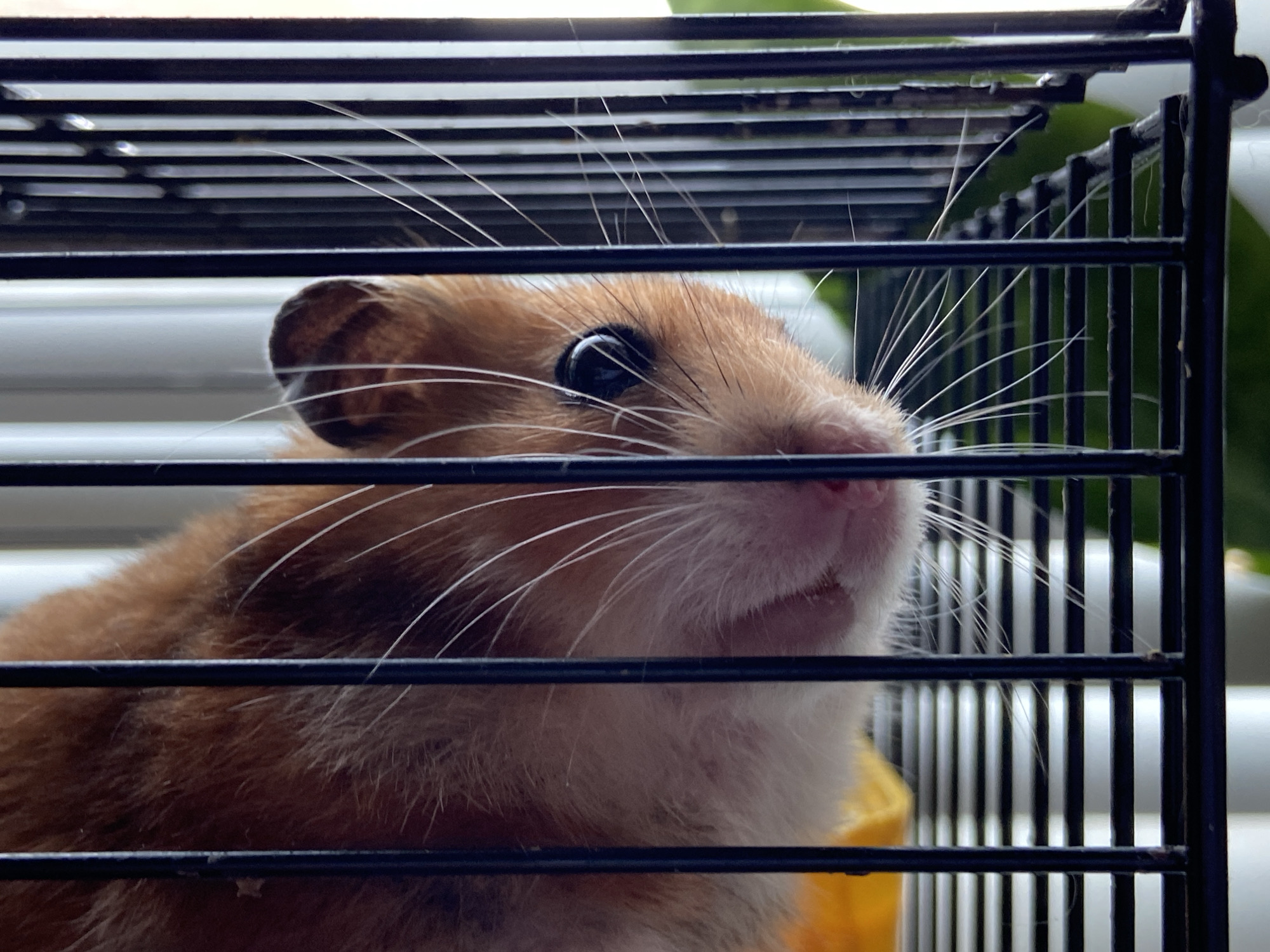 A close-up shot shows a syrian hamster peering through the bars of its cage. The hamster's fur is a warm orange and white. Its large, dark eye is visible, as are its long, white whiskers. The cage bars are black and horizontal, with vertical bars on the right side. The background is blurred, but appears to be blinds or a similar window covering, with some green foliage visible. The lighting suggests it might be daytime, possibly indoors. The hamster's expression is curious, with its nose slightly raised as it looks upwards and to the right. There is no visible text in the image.