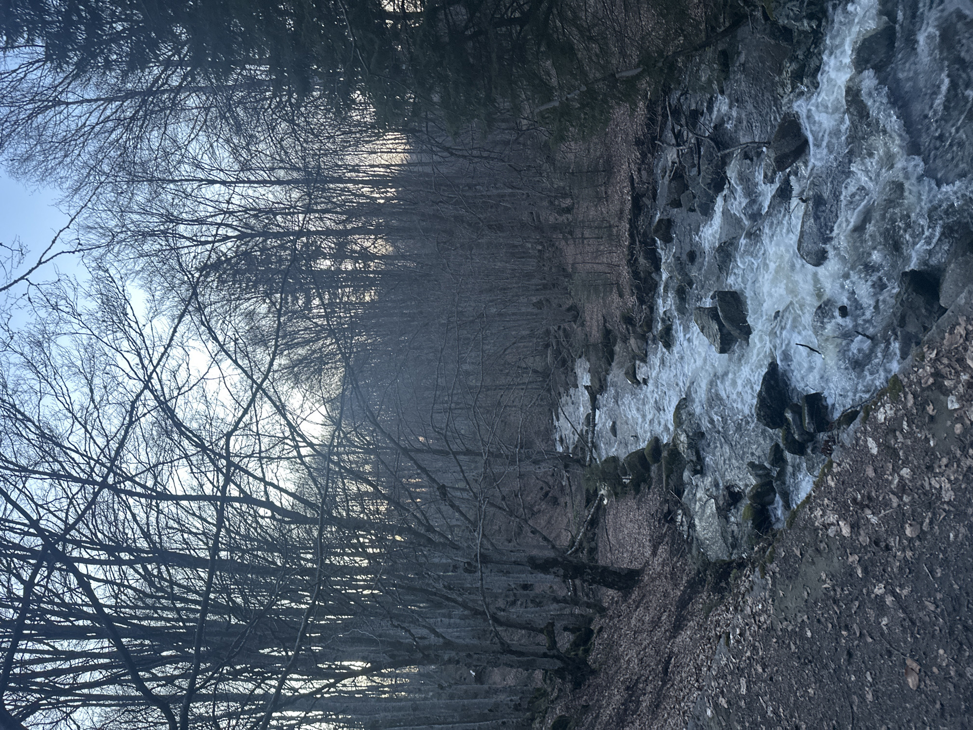 The image depicts a forested scene with a rushing stream. The location is likely a mountainous area on the outskirts of Sofia, Bulgaria, such as Vitosha Mountain, which features similar landscapes. The foreground consists of a steep embankment covered in fallen leaves. A whitewater stream courses through the right side of the frame, cascading over rocks. On the left, a dense forest with leafless trees reaches towards the sky. The sky is visible through the branches, exhibiting a pale blue hue. The overall atmosphere is dim and wintry. There are no people visible in the image.