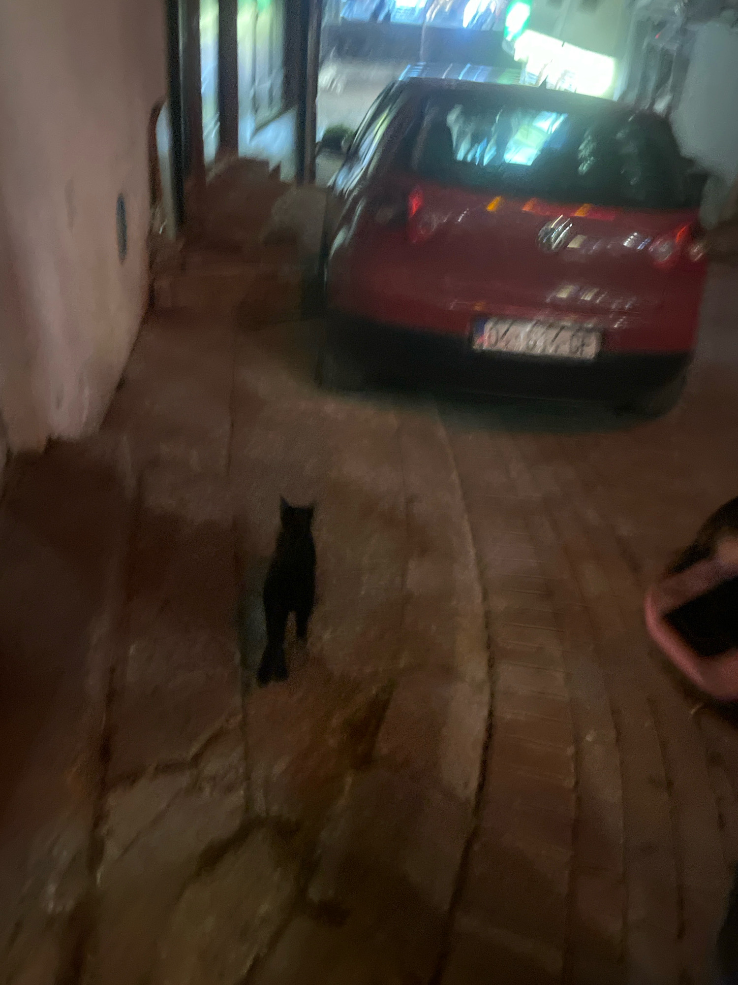 The image depicts a dimly lit, outdoor scene in the city of Prizren, Kosovo. In the foreground, a black cat stands on a paved surface, looking towards the left. Behind the cat, a red car is parked, its license plate partially visible and reading "024 897-CF". The surrounding environment appears to be an alleyway or narrow street, with a light-colored wall on the left and a building with windows in the background. The lighting suggests it is nighttime, with artificial lights contributing to the illumination.