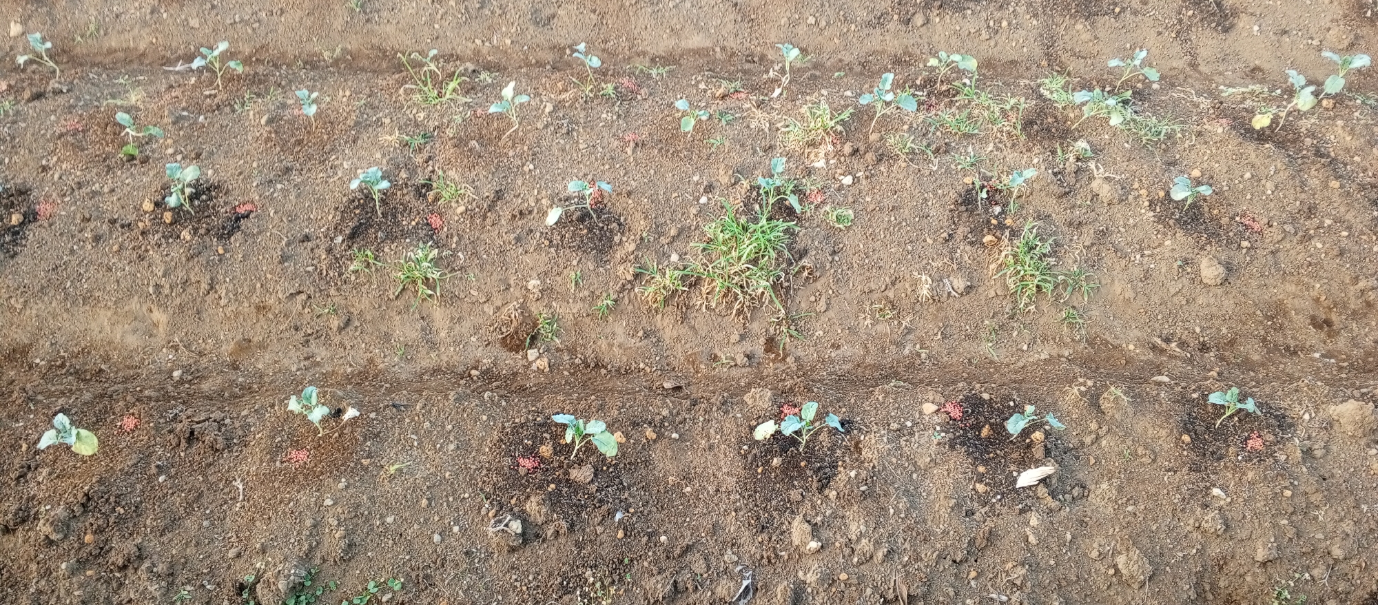 The image displays rows of young plants cultivated in soil. The plants are small, with a few leaves each, and are spaced out along what appear to be agricultural furrows. There are also small, reddish pellets scattered around some of the plants, likely fertilizer. The soil is dry and appears to be a mix of dirt and small stones. The overall scene suggests a newly planted field or garden. The provided context of Ruwan Eliya, Sri Lanka, implies this is an outdoor agricultural setting in that region.