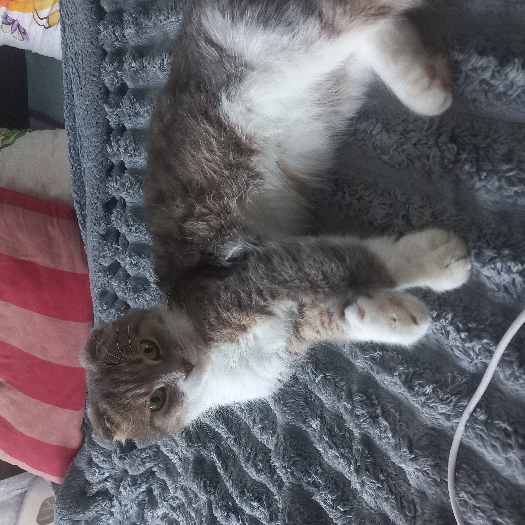 An eye-level, medium shot captures a grey and white Scottish Fold cat lying on a textured, grey blanket. The cat is positioned on its side, facing the left of the frame, with its head turned towards the viewer. Its eyes are open and appear green. Behind the cat, a pillow with horizontal pink and white stripes is visible, along with other pillows that are out of focus. The blanket has a fluffy texture with a wave-like pattern. A white cord is present in the lower left portion of the image, lying across the blanket. The scene appears to be indoors, likely in a domestic setting. No specific location in the city of Selyshche, Ukraine can be determined from the visual information provided.