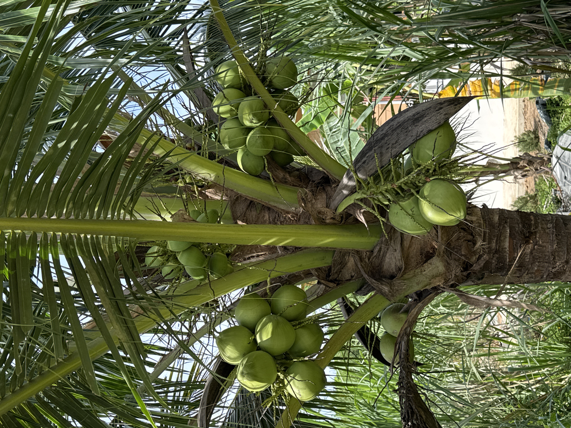 A close-up, low-angle outdoor shot captures a mature coconut palm tree laden with numerous green coconuts. The coconuts are clustered together, hanging from thick green stems, and are varying shades of green due to the lighting. The palm tree's trunk is visible, showing its rough, textured bark. Long, green fronds extend outwards from the top and sides of the tree, some obscuring parts of the coconuts and the sky, which appears bright and blue. The surrounding environment is lush and tropical, with dense green vegetation, possibly sugarcane or other tall grasses, growing around the base of the palm. In the background, a light-colored building with a hint of orange and some yellow is visible, suggesting a residential or tropical setting. The overall scene conveys a sense of abundance and natural beauty, typical of a tropical climate.