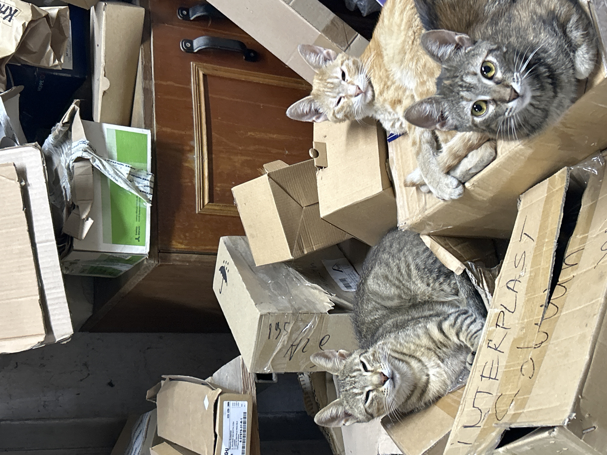 The image depicts a dimly lit, cluttered interior space, likely a storage area or workshop, with cardboard boxes stacked haphazardly. In the foreground, three domestic cats are visible. A tabby cat is positioned in a cardboard box on the left, looking towards the camera with its eyes partially closed. To the right, an orange tabby cat is lying down, also with its eyes partly closed, resting on top of a cardboard box. In front of the orange cat and partially obscuring it, another tabby cat is lying down, looking directly at the camera with wide, alert yellow eyes. The environment suggests disarray, with open and damaged boxes, some containing packing materials. There are no people or animals other than the cats visible. The scene is devoid of any explicit indicators of the city of Struma, Bulgaria.