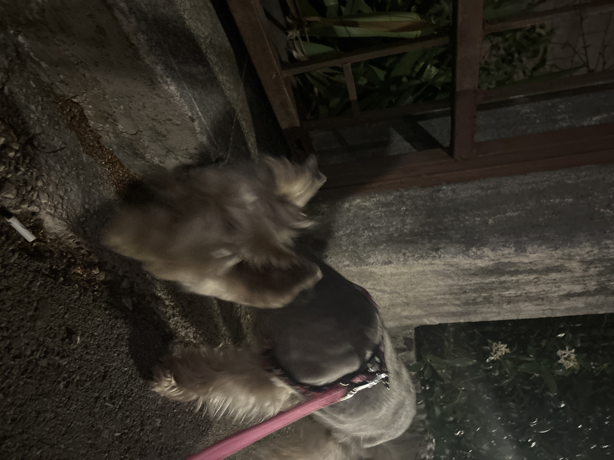A blurry, low-light, eye-level shot shows a small dog with tan fur on its face and hindquarters and gray fur on its back, wearing a pink harness and leash. The dog is sniffing the ground in front of a concrete barrier. To the left is a dark, rusty metal fence with some greenery visible behind it. To the right and in the background, a rough concrete wall and some dark foliage with small white flowers are visible. The ground is a mix of asphalt and small stones. The scene appears to be outdoors in a city environment, possibly Budva, Montenegro, at night or in low light conditions.