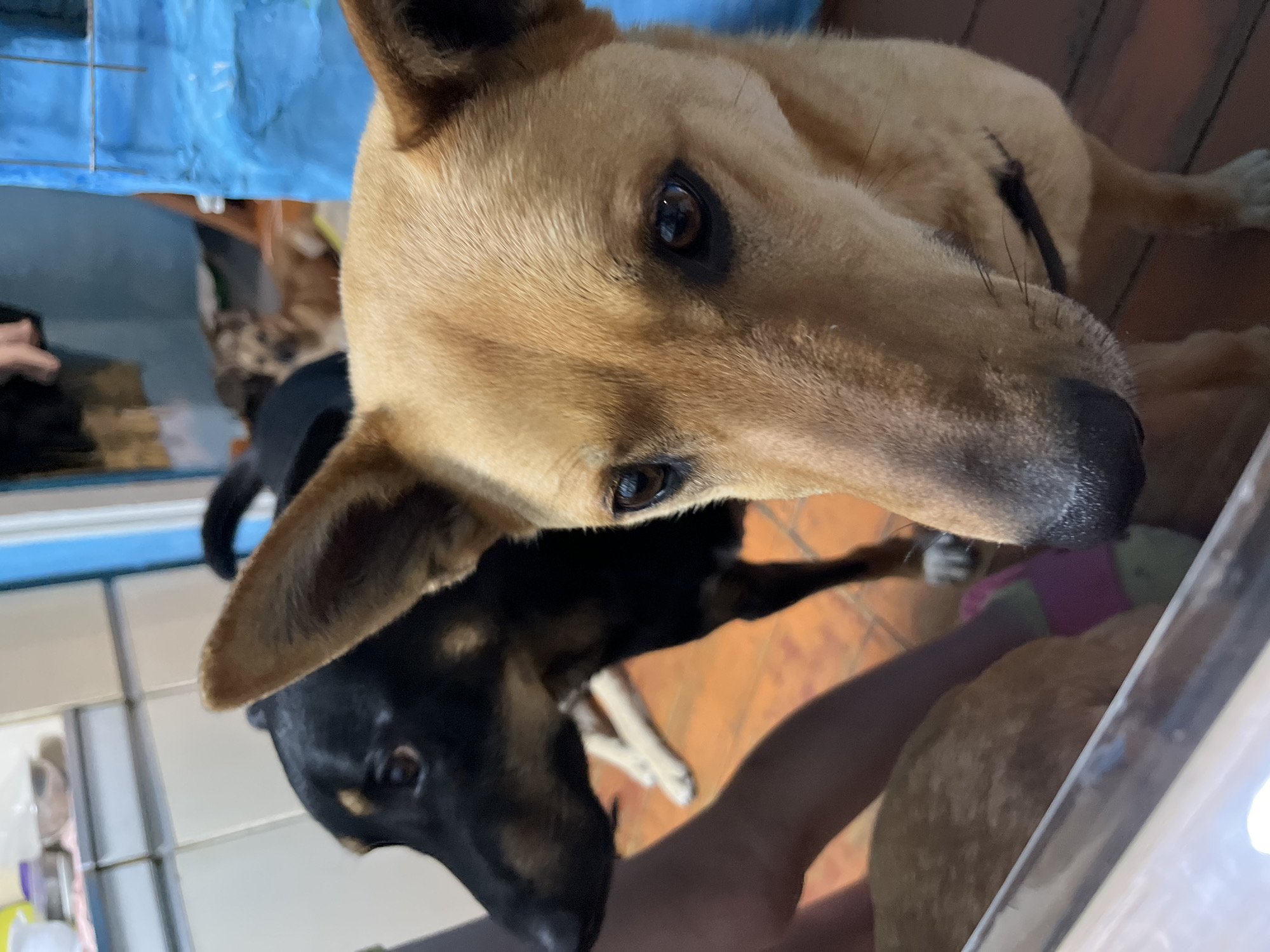 A close-up, tilted perspective photograph depicts two dogs indoors. The primary focus is on a light brown dog with pointy ears, its head tilted toward the camera. Beneath the light brown dog is a black dog with tan markings around its face. The background includes a blue surface, a wooden floor with tiles, and hints of other indistinct objects. The location of the image, Nizhny Tagil, Russia, is not discernable from the image itself.
