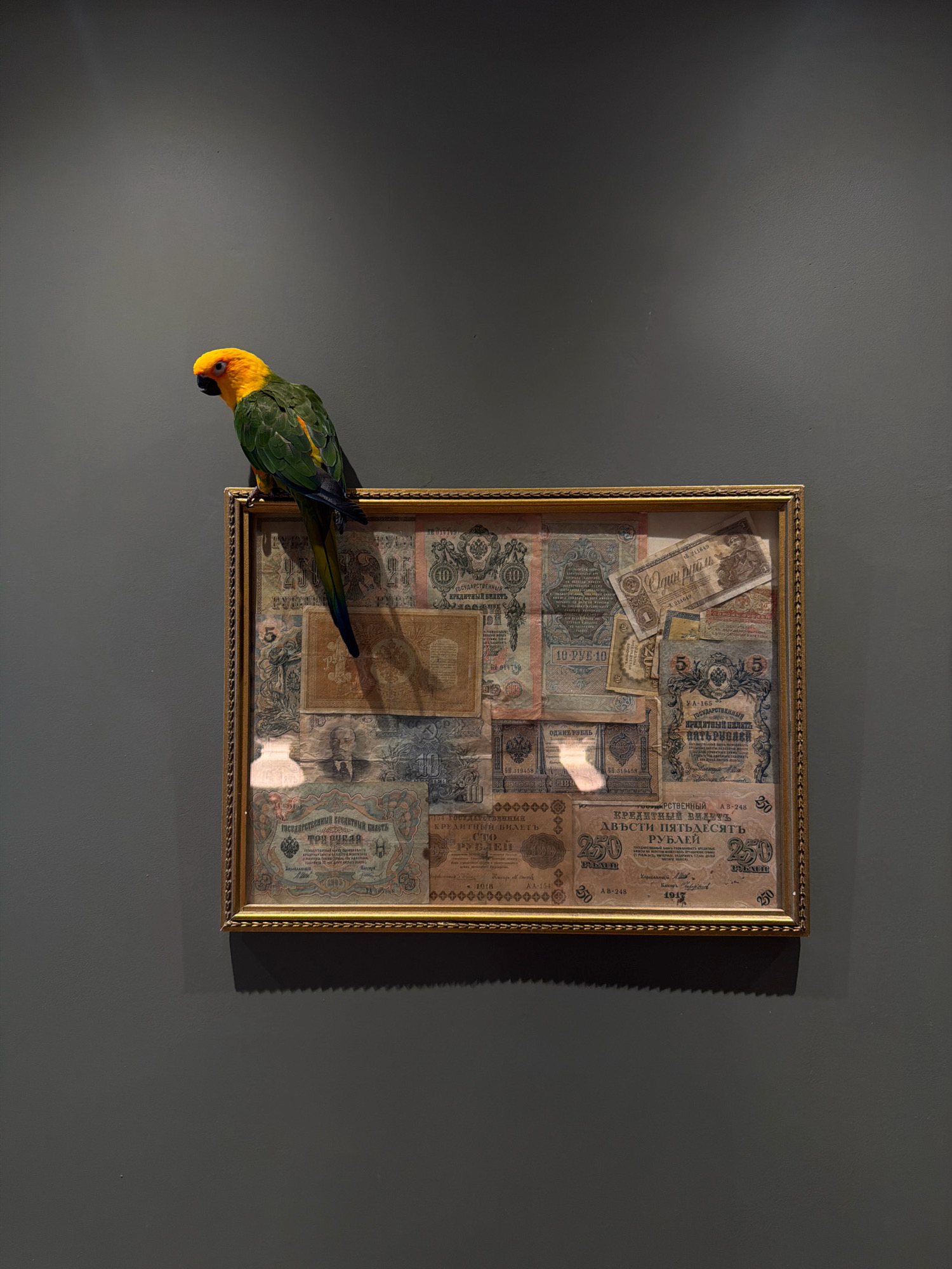 A sun conure parrot with vibrant yellow and green plumage is perched on the top edge of a framed collage of historical Russian banknotes. The parrot is looking to the left of the frame. The collage itself is displayed in a golden, ornate frame and appears to be mounted on a plain, dark gray wall. The lighting casts a subtle shadow of the frame onto the wall below it. The specific location in the city of Khimki, Russia, is not identifiable from the image.