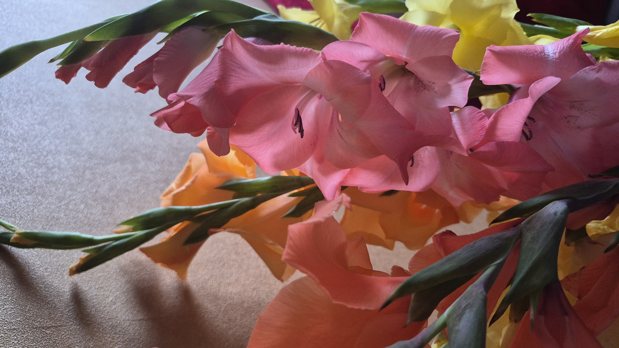 This is a close-up, vertically oriented photograph of a bouquet of gladiolus flowers. The flowers are in various stages of bloom and come in shades of pink, orange, and yellow. The pink gladioli are in the foreground, with their large, ruffled petals prominently displayed. Behind them, orange gladioli create a vibrant backdrop. Hints of yellow gladioli are visible towards the right side of the frame. The stems and leaves of the gladioli are a deep green, providing a strong contrast to the colorful blooms. The background is a textured, neutral surface, possibly a wall, with a shadow cast upon it, suggesting artificial or natural lighting from an unseen source. There is no indication of the city of Krauja, Latvia, or any people or actions within the image.
