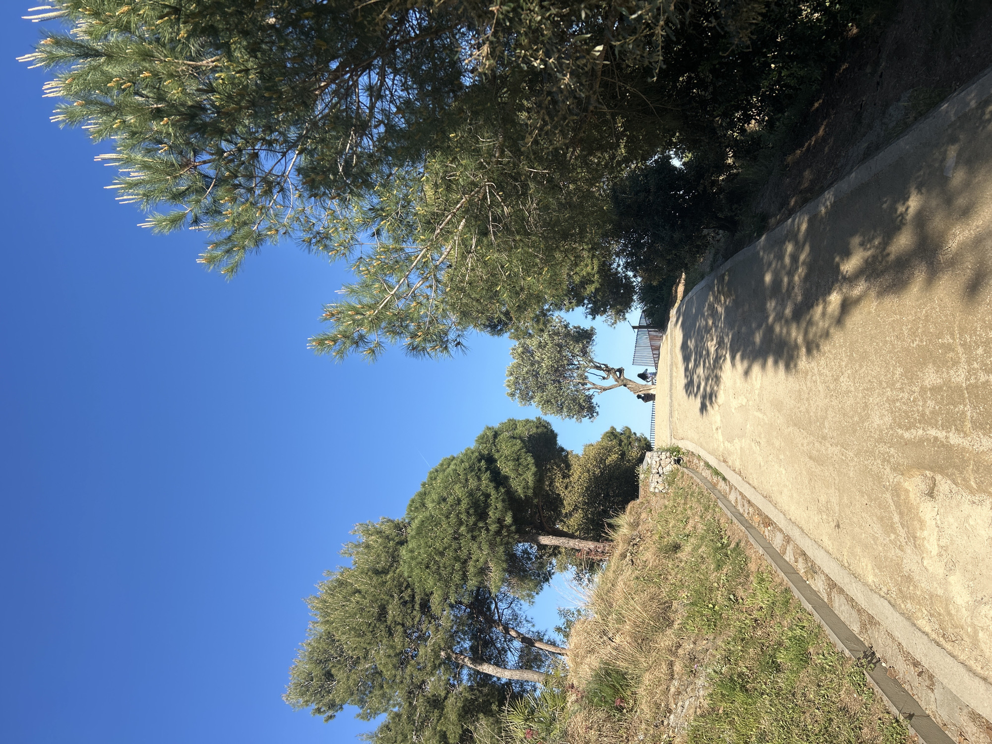 A slightly tilted outdoor shot depicts a concrete pathway winding through a park landscape. Lush green trees with varied foliage canopy the path, casting shadows on the ground. To the left of the pathway, a grassy slope descends, interspersed with small plants. The sky above is clear and blue. In the distance, a metal railing is visible along the pathway. This image was most likely taken in Park Güell, Barcelona, Spain.