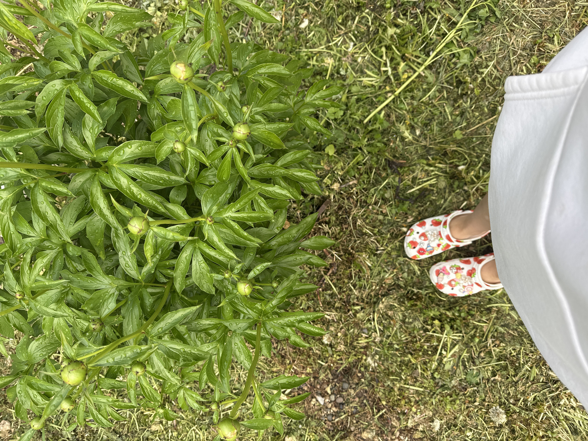 A high-angle shot captures a lush green bush occupying the left side of the frame, its leaves glistening with moisture, likely from rain or dew. Several buds are visible, suggesting the potential for flowers. To the right, a patch of grass with dried or cut vegetation is visible, contrasting with the vibrant green of the bush. A person's lower body is visible in the upper right corner, wearing white clothing and strawberry-patterned clogs. The background appears to be an outdoor setting. There is no verifiable information to determine the city or region.