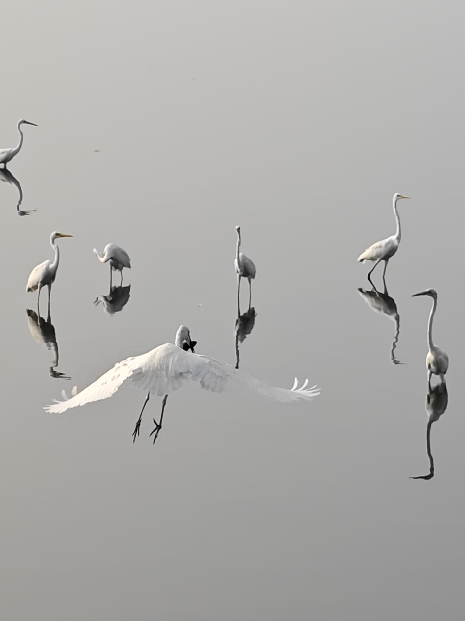 The image shows a group of white birds, likely egrets or herons, in a body of water. Several birds are standing in the water, with their reflections visible. One bird is in mid-flight, with its wings fully extended. The water surface is relatively calm, creating clear reflections. The environment appears serene and undisturbed. The birds are the central focus of the image, showcasing their presence and activity within their natural habitat, potentially in Lhokseumawe, Indonesia.