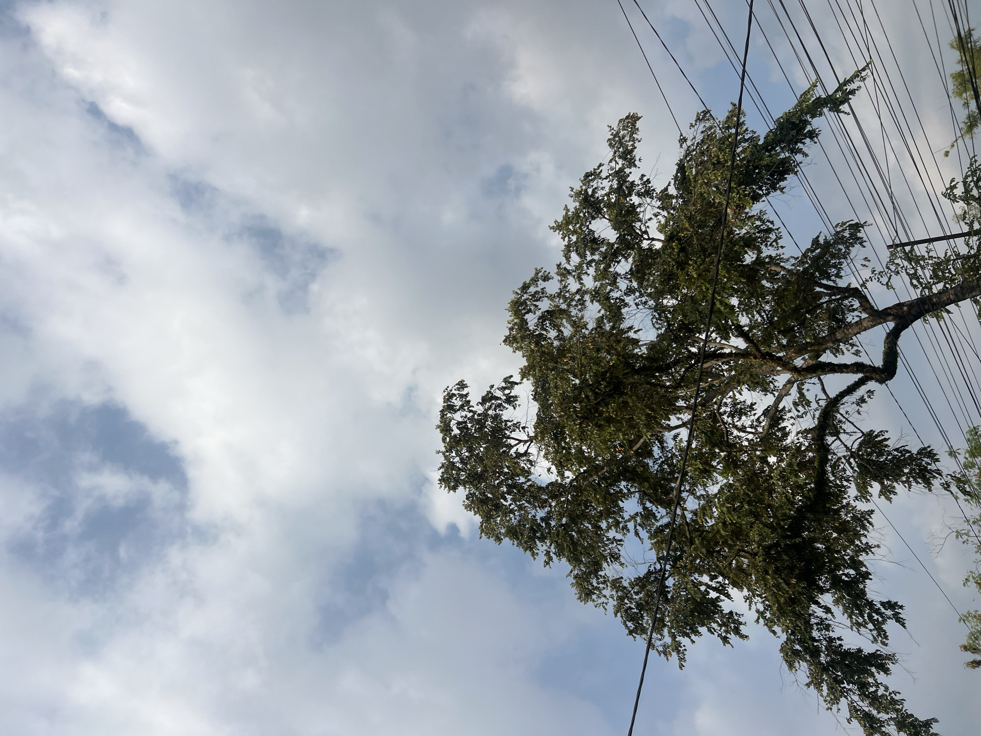 An image taken from a low angle, looking up at the canopy of a large, leafy tree. The tree has a thick trunk and numerous branches covered in green leaves, with some thinner branches visible beneath. Multiple power lines are strung across the frame, intersecting with the tree's branches. The sky above is filled with a mix of blue patches and white, grey, and bluish clouds. The scene appears to be outdoors in a location that could be the city of Ngaglik, Indonesia, given the presence of the tree and power lines, common in such environments. There are no people or animals visible in the image.