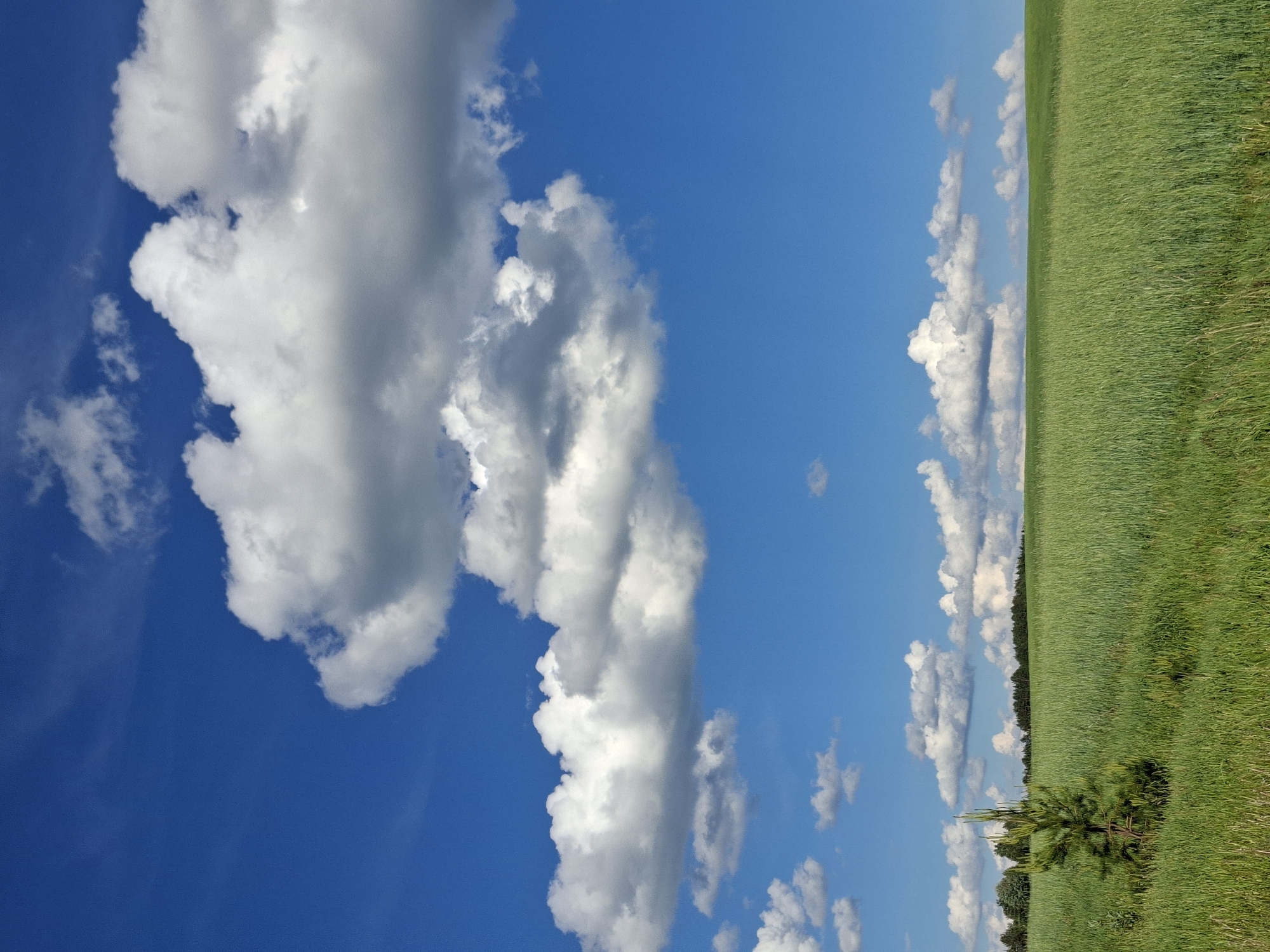 A landscape image depicts a clear blue sky filled with fluffy white clouds on the left and a vibrant green field on the right. A single small evergreen tree stands near the bottom right corner, adjacent to a line of darker trees further away. The ground is covered with grass and vegetation. The image appears to be taken in a rural setting, but the location in the city of Чумна, Russia, cannot be confirmed from visual cues alone.