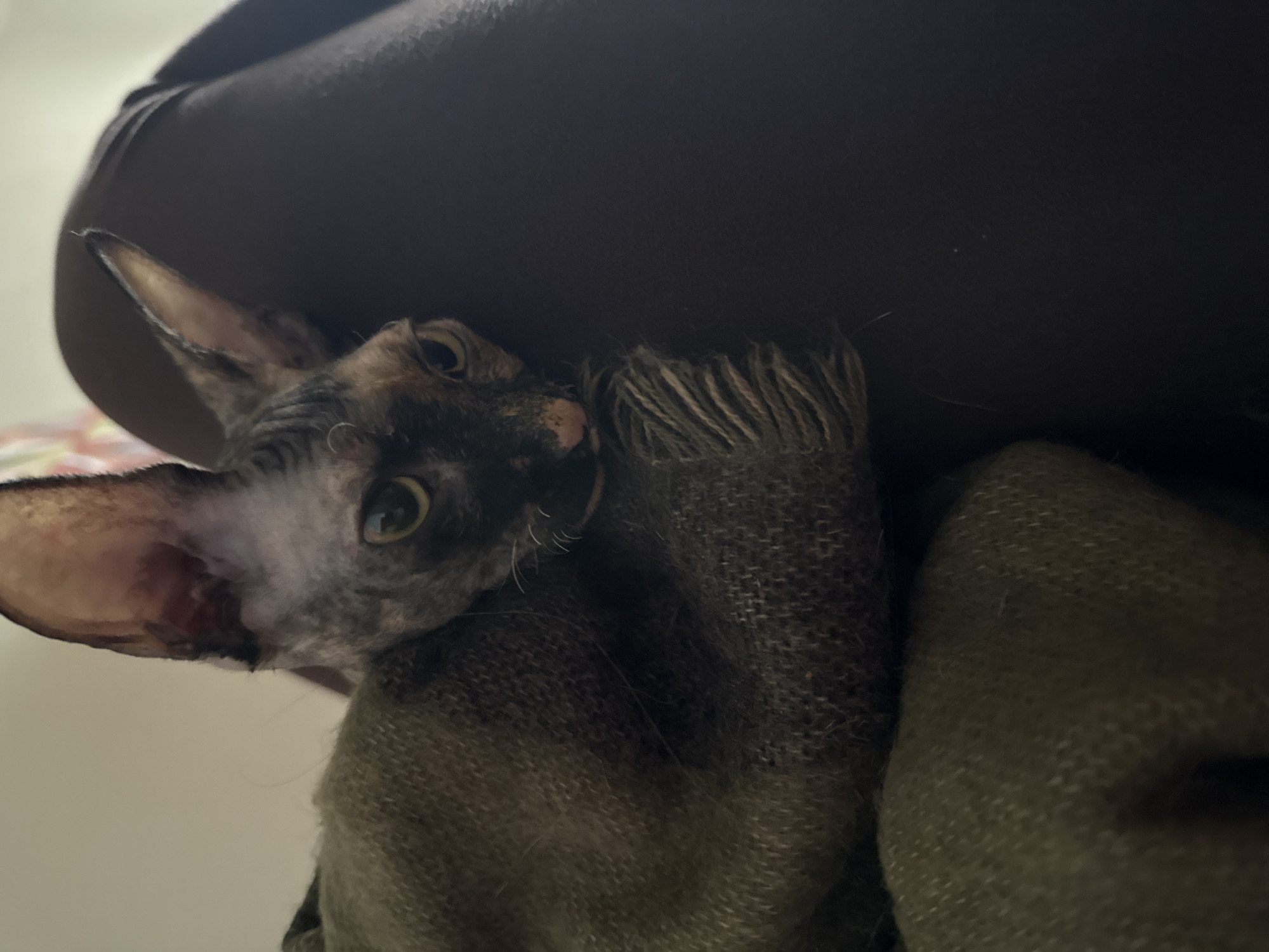 A Cornish Rex cat, with mottled black and gray fur and large ears, is nestled against a person's leg, which is covered in black leggings. The cat is also partially enveloped in a green knit blanket or garment. The background is indistinct, suggesting an indoor environment. The city and specific location are unknown.