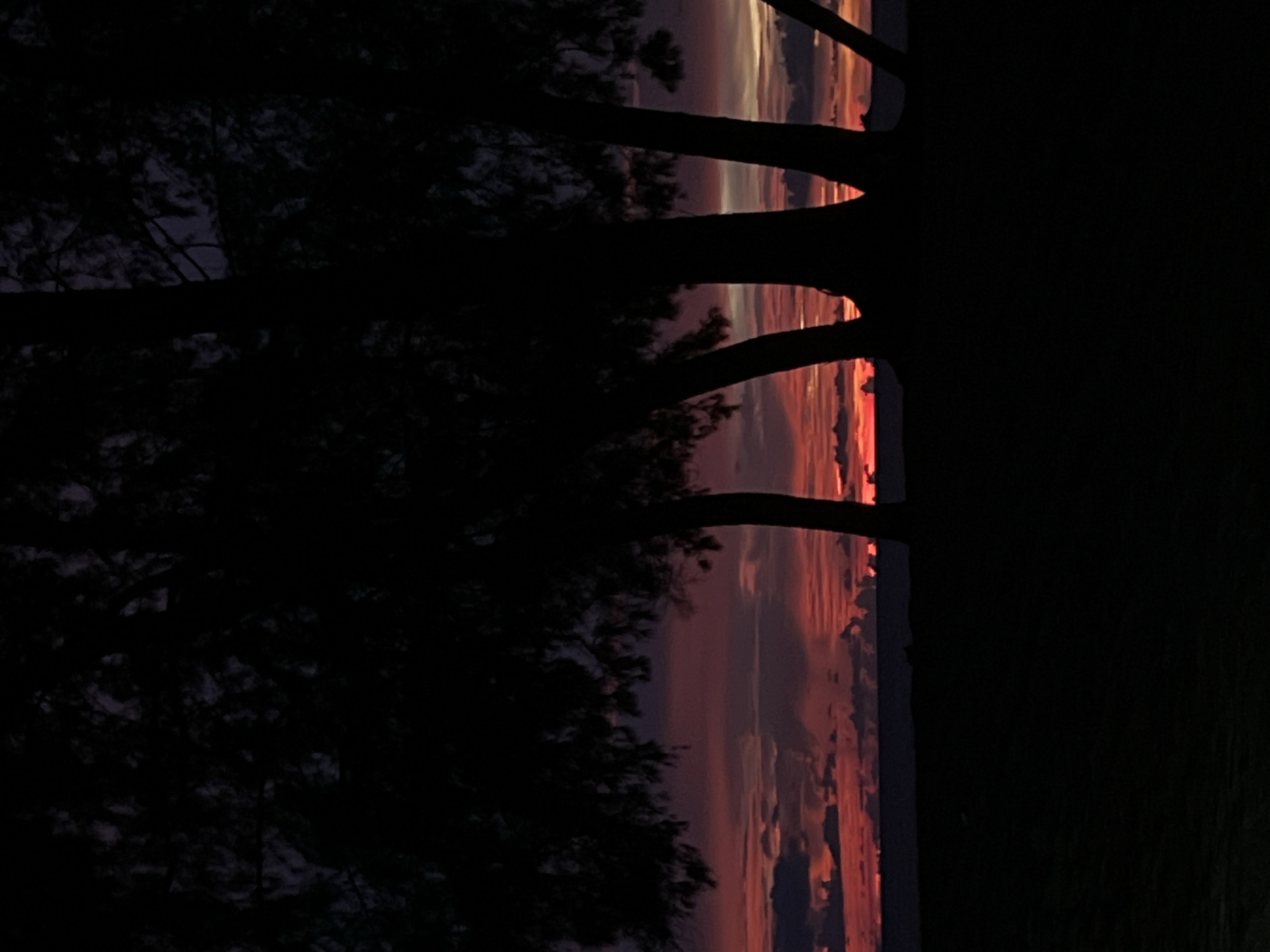 The image displays a dramatic sunset viewed through the silhouettes of trees. The sky is filled with vibrant bands of color, ranging from deep purples and blues near the top to fiery oranges and reds closer to the horizon. Wispy clouds are scattered across the sky, catching the last rays of the sun and adding texture to the colorful display.
In the foreground, the dark silhouettes of tree trunks and branches frame the view. The trees appear to be deciduous, with some foliage still visible on the left side of the image. The darkness of the trees contrasts sharply with the bright sky, creating a sense of depth and drama. The scene is quiet and still, evoking a feeling of peace and the end of a day. The lighting indicates that it is late evening, just as the sun is setting. There are no people or text visible in the image.