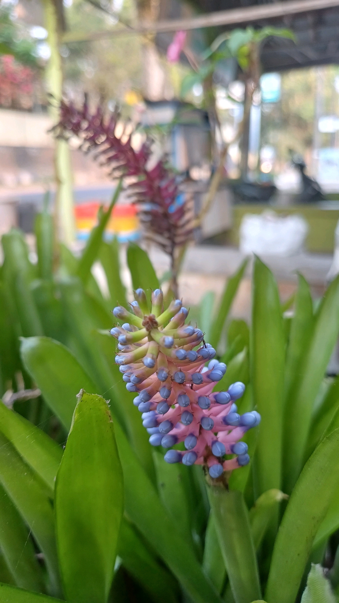 In Jampirejo, Indonesia, a close-up, eye-level shot captures a Bromeliad flower in bloom. The flower, characterized by its vibrant pink and blue tubular petals arranged in a spire, is the primary subject. It is surrounded by lush green, sword-shaped leaves of the same plant. In the background, another blurred Bromeliad with purple spires is visible, along with the indistinct shapes of trees and structures, suggesting an outdoor setting, possibly a garden or nursery. The lighting is soft, indicating an overcast day or shaded area. No people are present in the image.