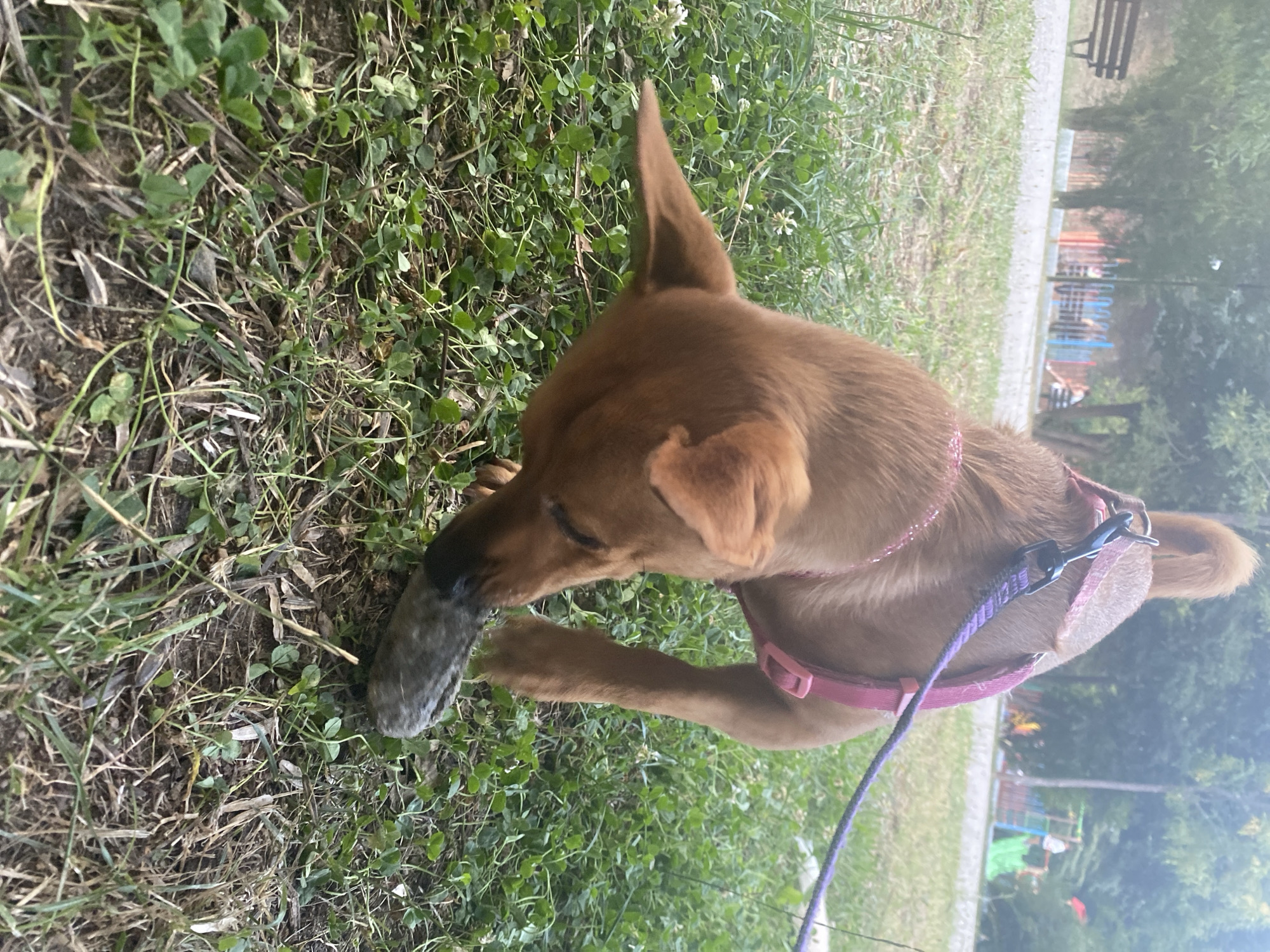 A small, tan dog wearing a pink harness and purple leash is sniffing a grey, cylindrical object on the ground in a grassy park. The dog is in the foreground, with its head down and its mouth touching the object. The background is blurred and shows trees, a playground with colorful structures, and park benches. The overall impression is of a dog exploring its surroundings in an outdoor recreational area. This scene appears to be in a park within the city of Blagoevgrad, Bulgaria, a common setting for such activities.