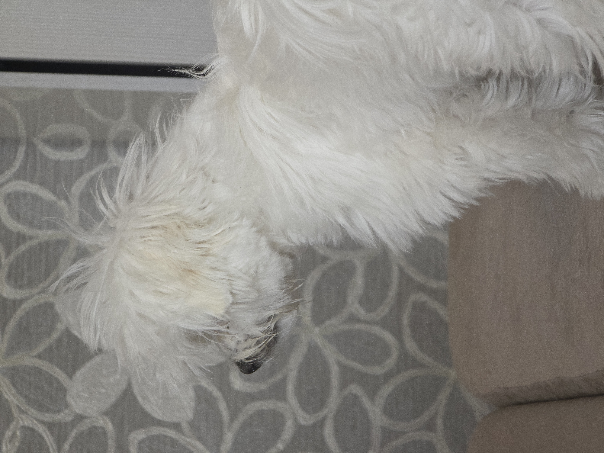 A white, fluffy dog is positioned in profile against a textured, light gray wall with a subtle floral pattern. The dog's fur is shaggy and appears to be the dominant feature of the image. The dog is facing left, with its head slightly lowered. Part of a beige sofa or cushion is visible in the lower portion of the frame. The scene is indoors, likely in a domestic setting within the city of Novocheboksarsk, Russia. No specific actions or interactions are depicted.