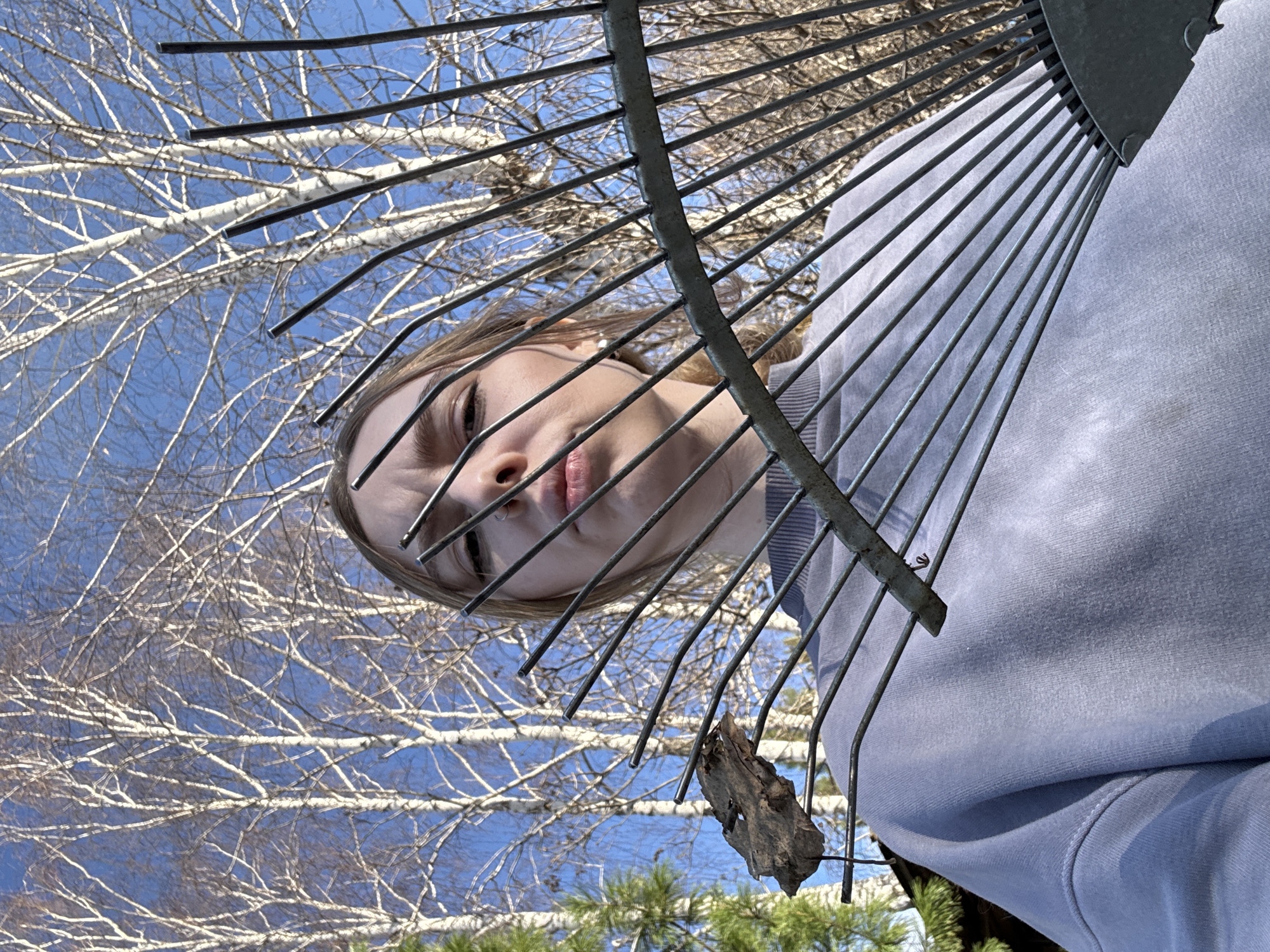 The image captures a unique, upward-facing perspective, with a young individual peering through the tines of a metal leaf rake against a bright blue sky. The rake's head dominates the foreground, held horizontally across the frame, its numerous thin metal tines creating a patterned barrier. A small, dried leaf or piece of bark is visibly stuck in one of the lower rake tines.
A person, likely female, is partially visible from the chin upwards on the left side of the frame, looking directly towards the camera or slightly beyond it. Their face is partially obscured by the rake's structure, and they have fair skin and light brown hair. Their expression appears calm or contemplative. They are wearing a light blue or grey sweatshirt.
The background is dominated by a clear, vibrant blue sky. Against this, a dense network of bare tree branches with distinctive white bark, typical of birch trees, is intricately silhouetted. Towards the bottom of the image, some green, needle-like foliage, possibly pine or spruce, can be seen. This suggests an outdoor setting, likely a garden or park.
The bright, clear blue sky indicates a sunny day, likely during late morning or early afternoon. The bare branches suggest the season is late autumn, winter, or early spring. The presence of birch trees is consistent with the provided location context of Krasnoyarsk, Russia. No visible text is present in the image.