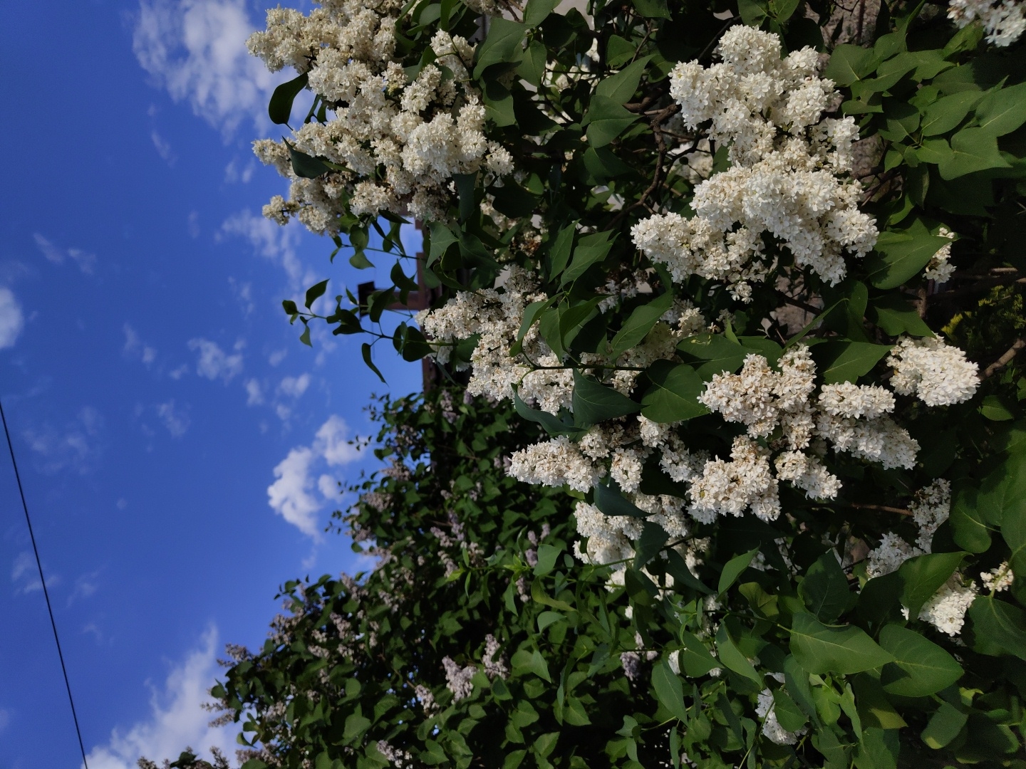 The image shows a bush of white lilacs in full bloom against a bright blue sky dotted with small, puffy white clouds. The lilacs are the dominant feature, with clusters of small white flowers and green leaves filling the majority of the frame. The image is rotated, presenting the sky and lilacs at an angle. A power line is seen in the lower left. Location: Unknown, Unknown.