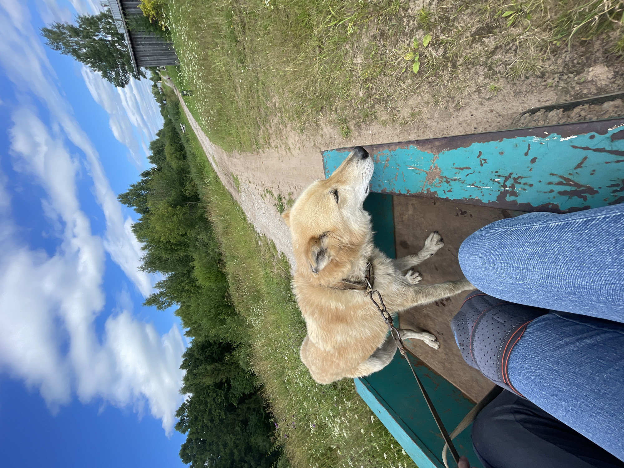 The image depicts a bright, sunny day in Дресвяново, Russia, with a dog standing in the back of a turquoise wagon. The dog, a medium-sized tan breed with a leather collar and leash, is looking towards the right of the frame, its eyes closed. The wagon is being pulled by an unseen source, and the perspective suggests the viewer is sitting in the wagon as well, with their legs visible in the foreground. The background features a dirt road winding through a grassy landscape with trees and a small wooden building. The sky is a vibrant blue with scattered white clouds.