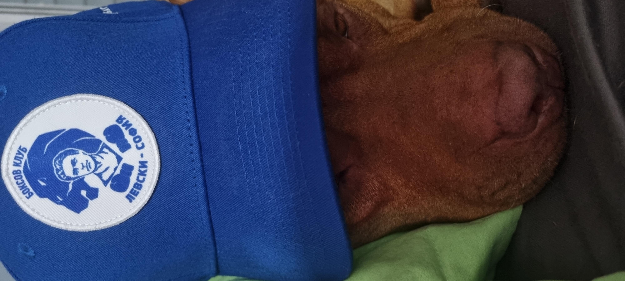 A brown dog is sleeping next to a blue baseball cap. The cap has a white circular patch with a blue image of a person inside two boxing gloves and the words "БОКСОВ КЛУБ СОФИЯ - ЛЕВСКИ". The dog is resting on a green surface. The location is unknown.